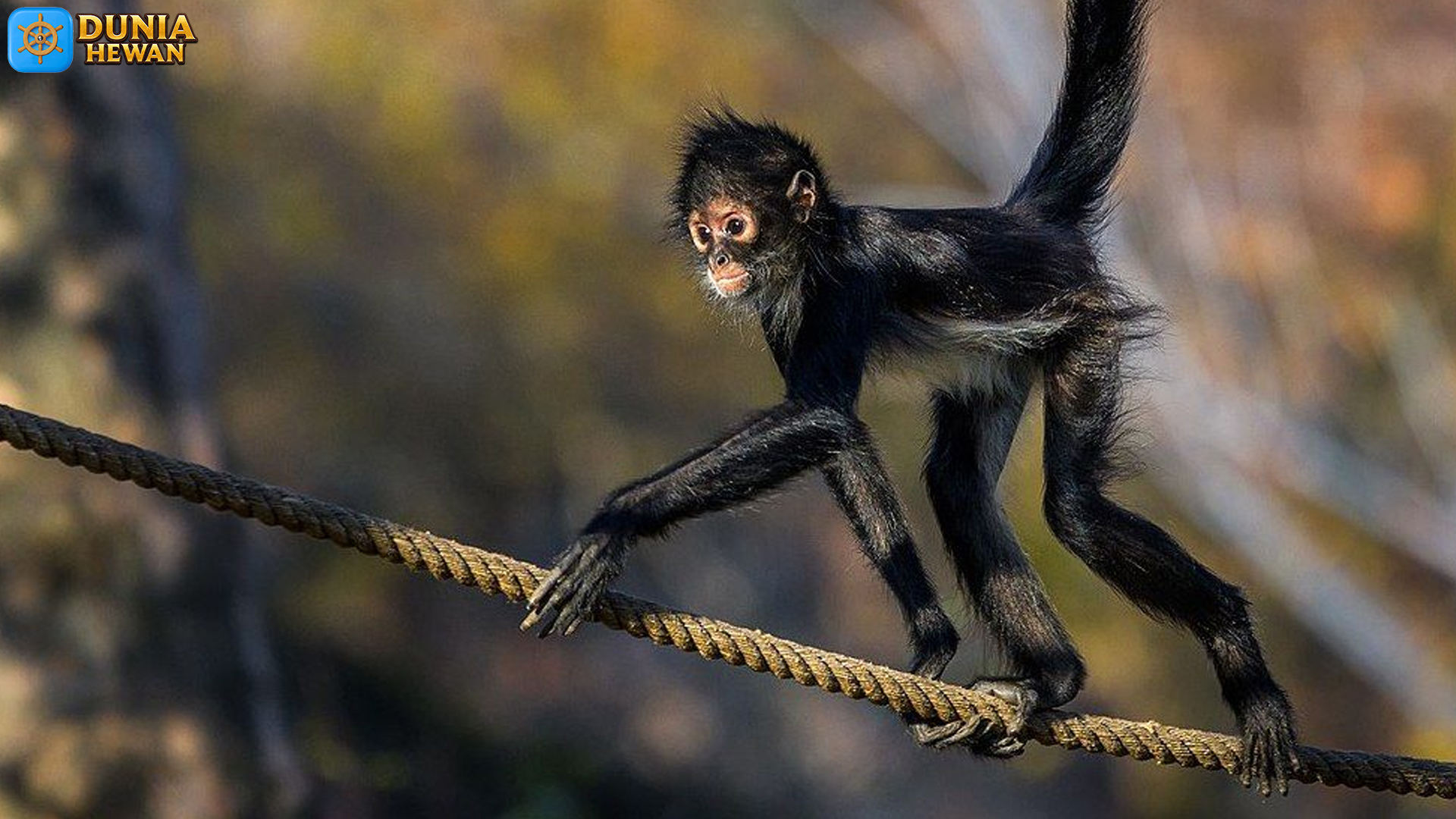 Monyet Laba-laba: Primata yang Penuh Misteri dan Kecerdikan