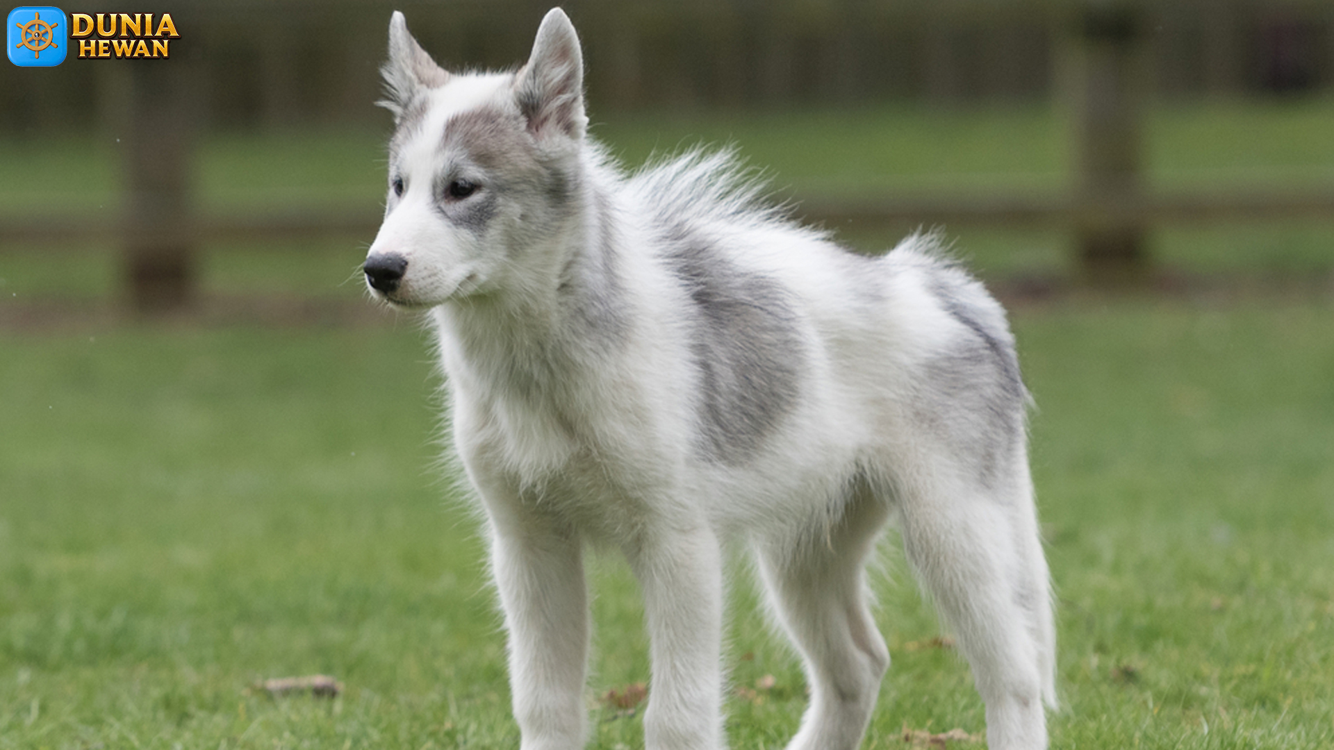 Anjing Canadian Eskimo: Ras Tangguh dengan Sejarah yang Kaya