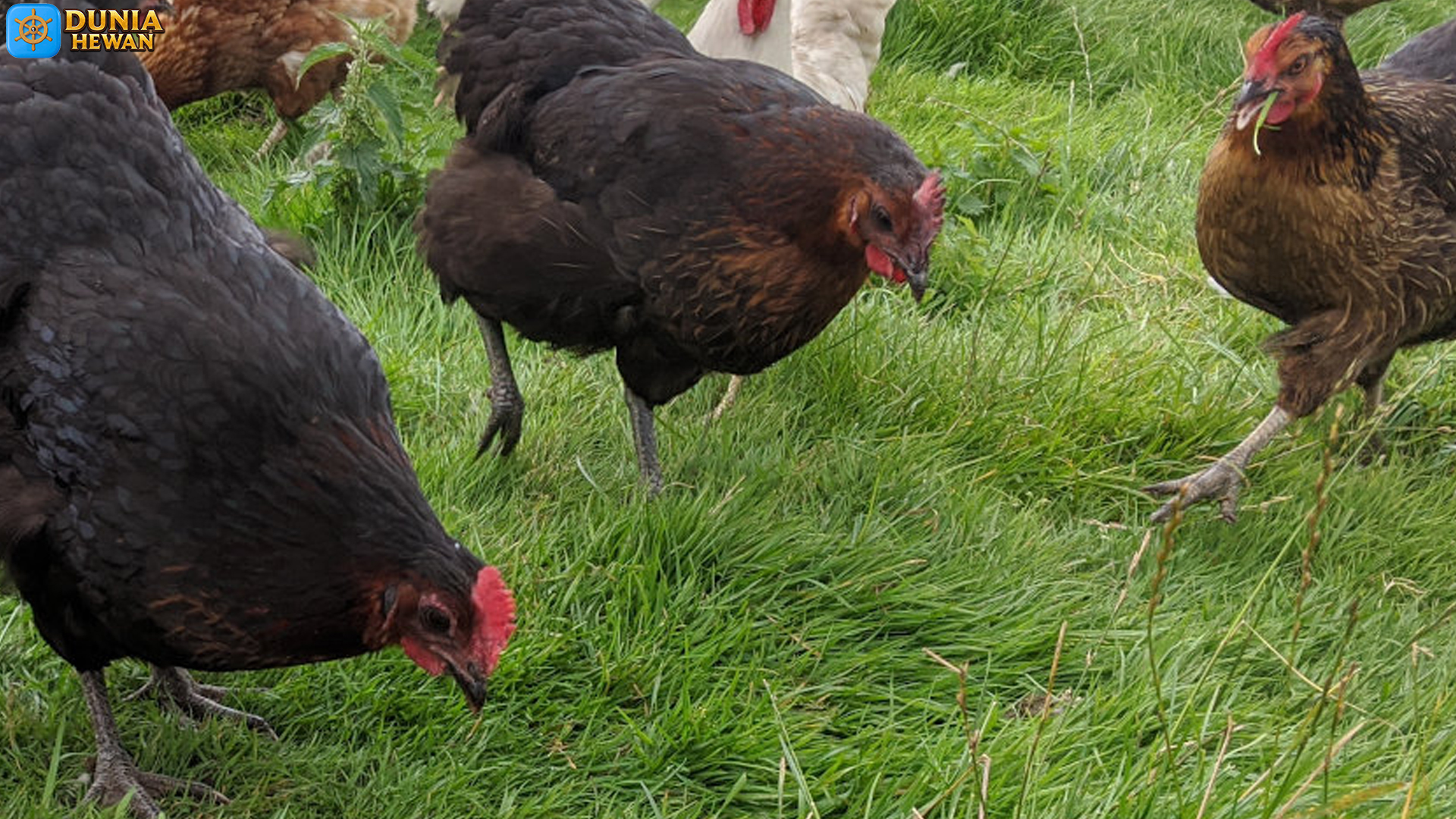 Ayam Marans: Telur Unik dan Penampilan Menawan Khasnya