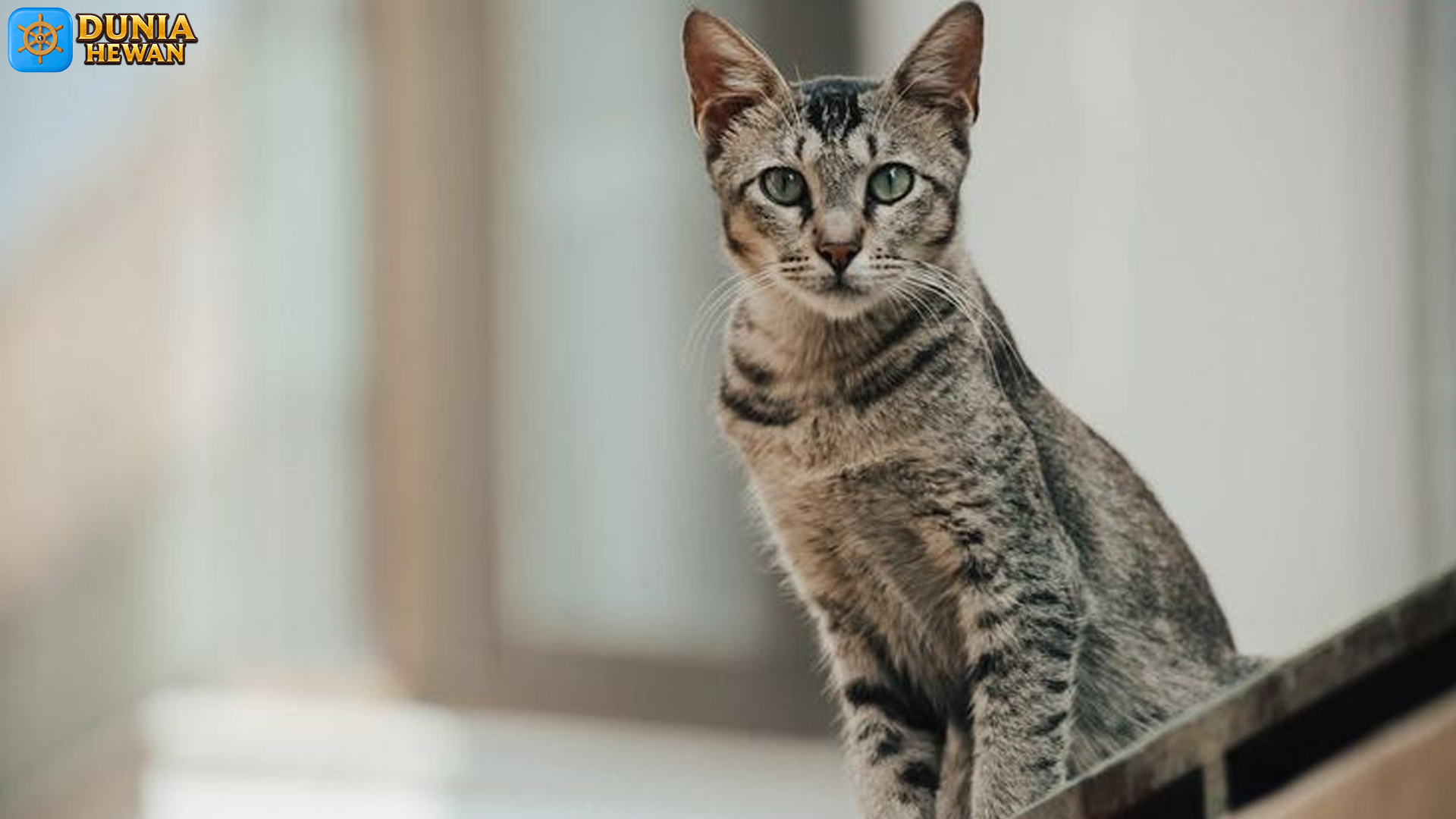Kucing Mau Mesir: Keunikan dan Keistimewaan Ras Kucing Tertua