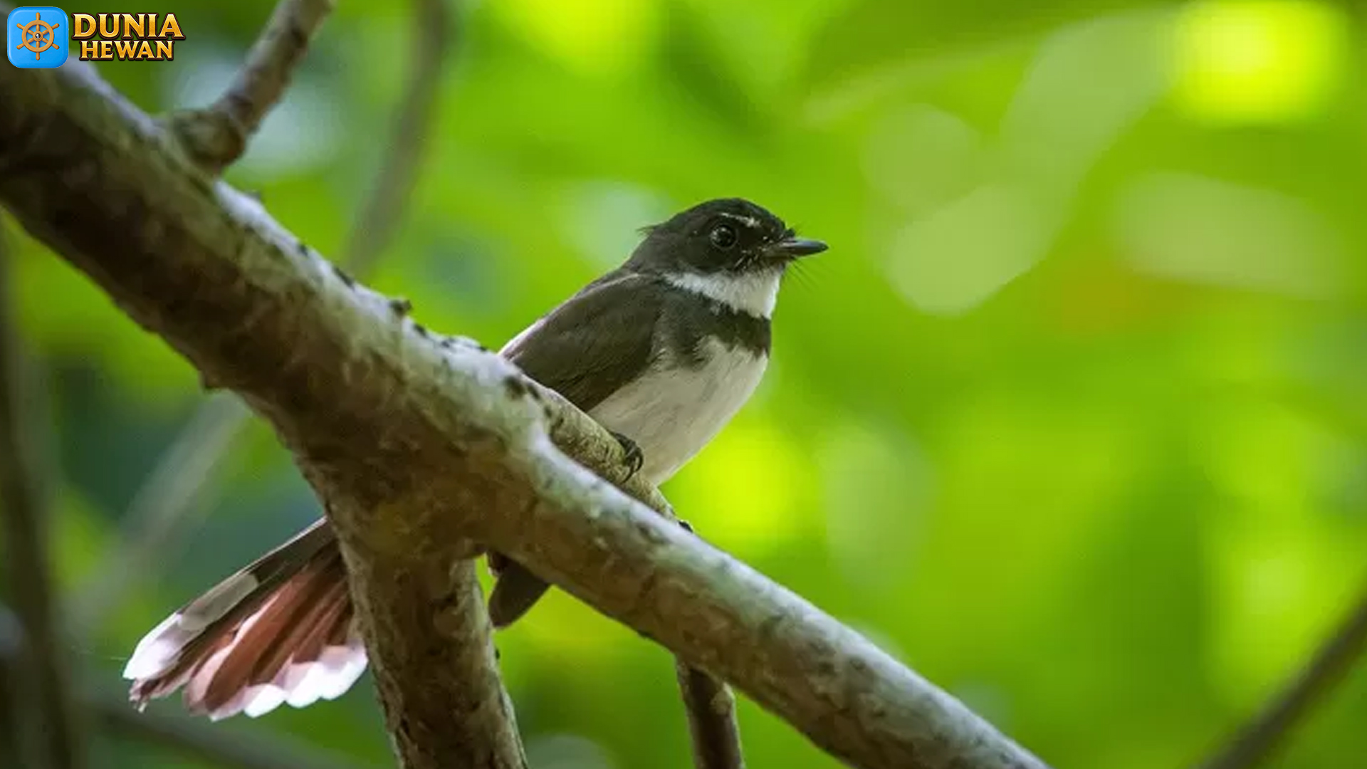 Burung Kucica Kampung: Burung Lokal Penuh Warna dan Pesona