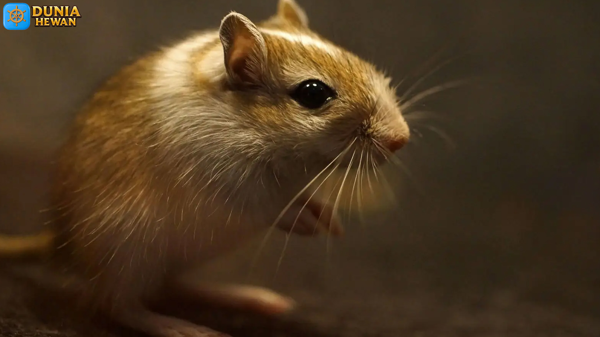 Mongolian Gerbil: Kenali Karakter Sosialnya yang Menggemaskan