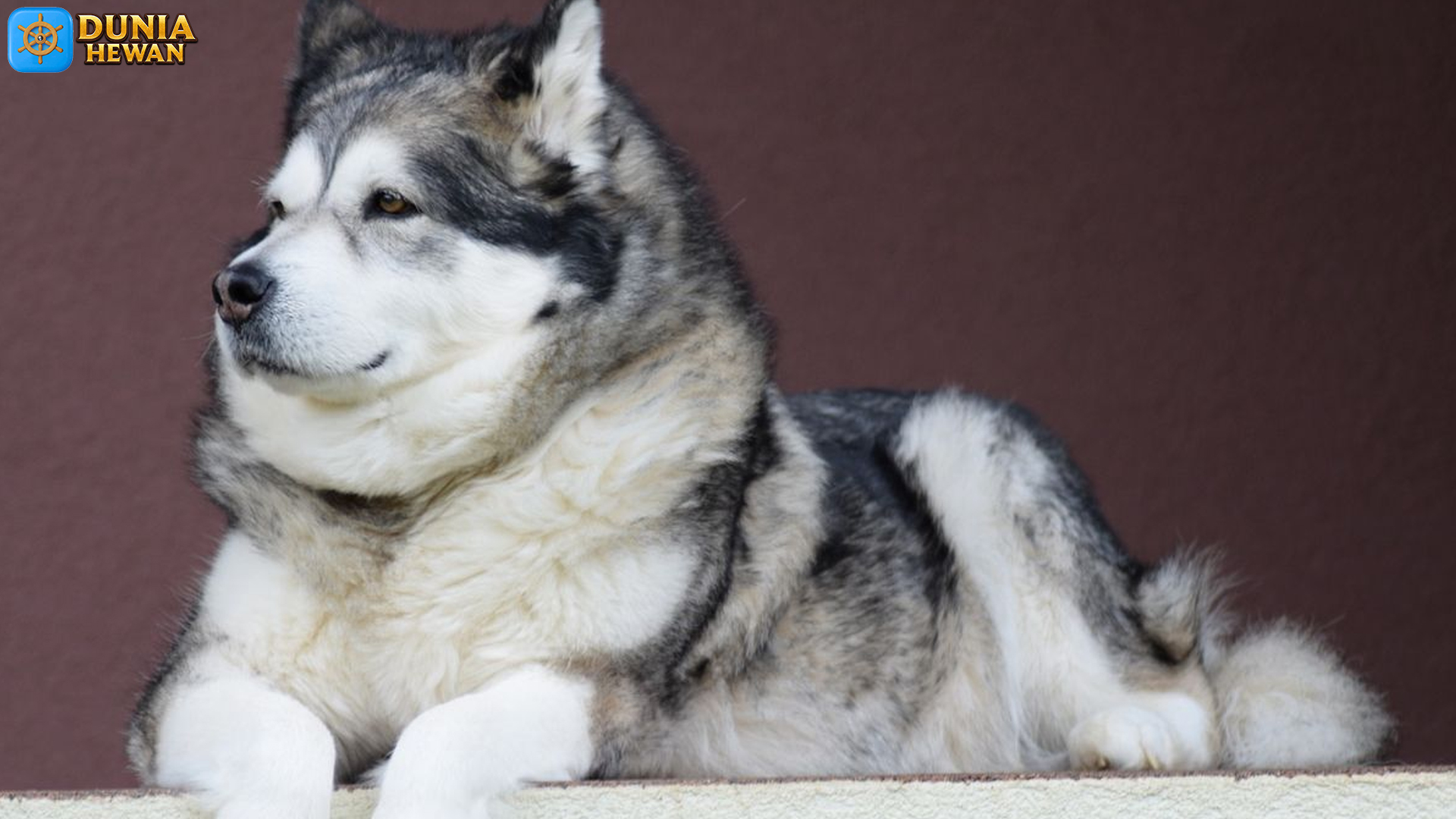 Alaskan Malamute: Ketangguhan dan Pesona Anjing dari Arktik