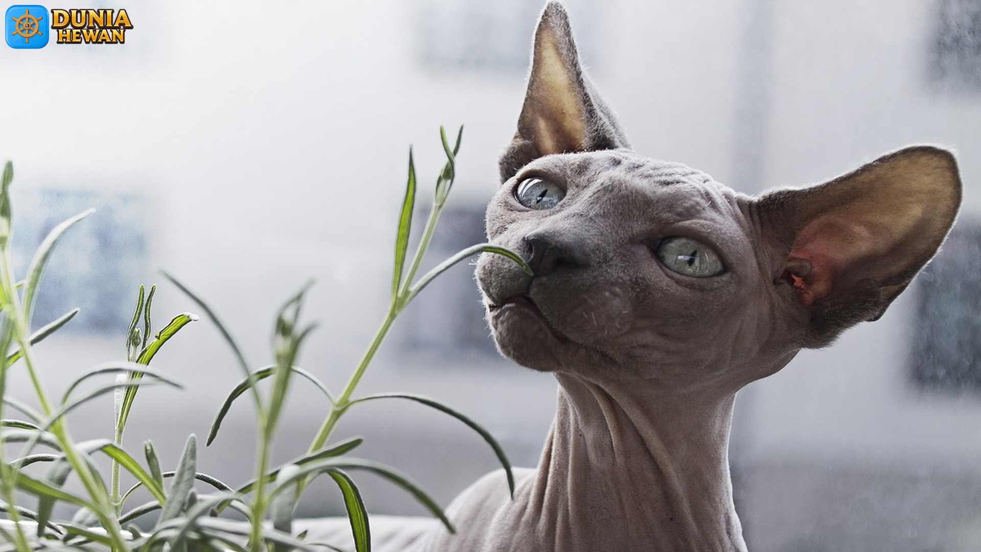 Mengenal Peterbald: Kucing Tanpa Bulu yang Penuh Kejutan