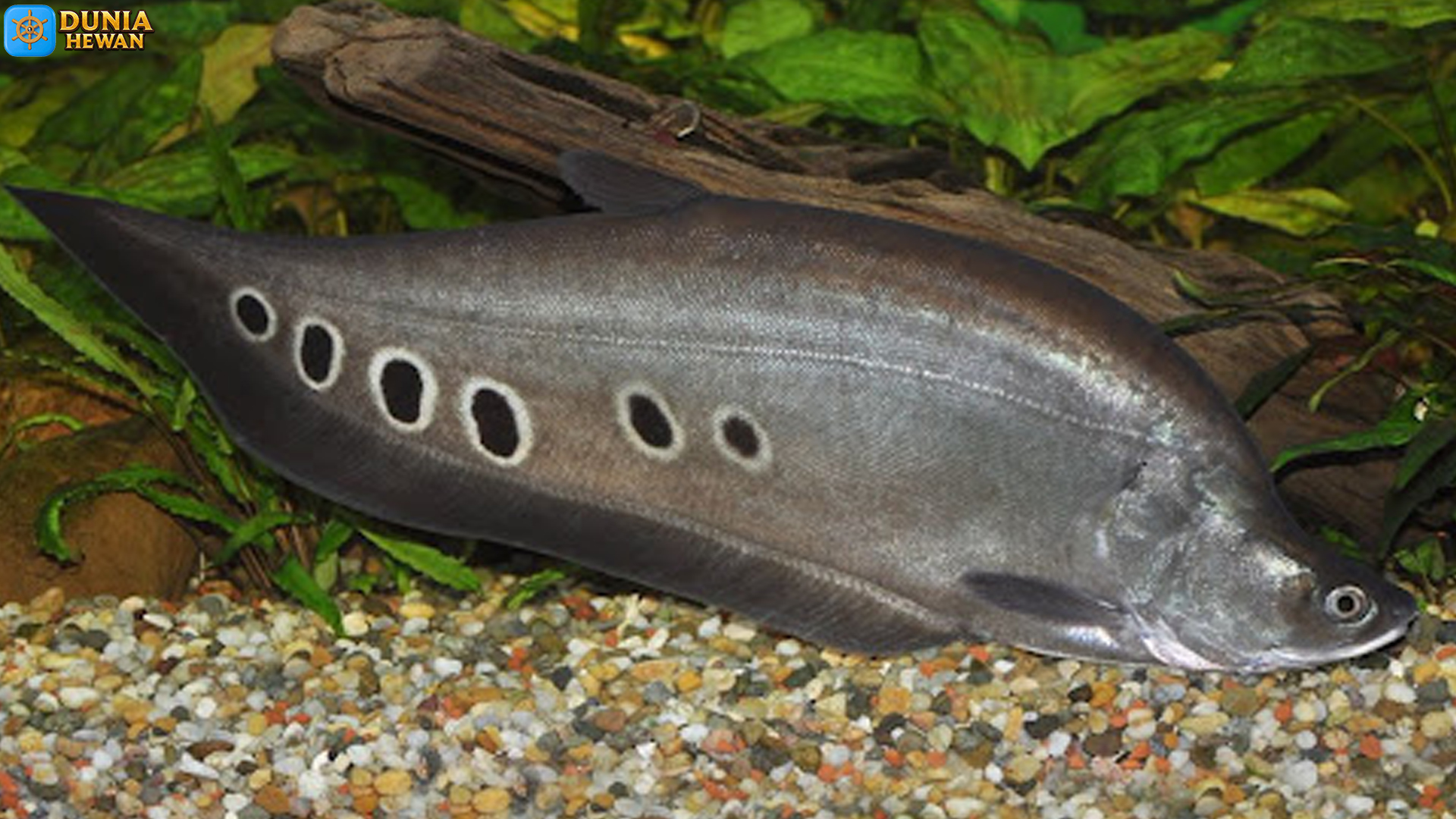 Ikan Belida: Pemangsa Tangguh yang Memikat Pecinta Ikan