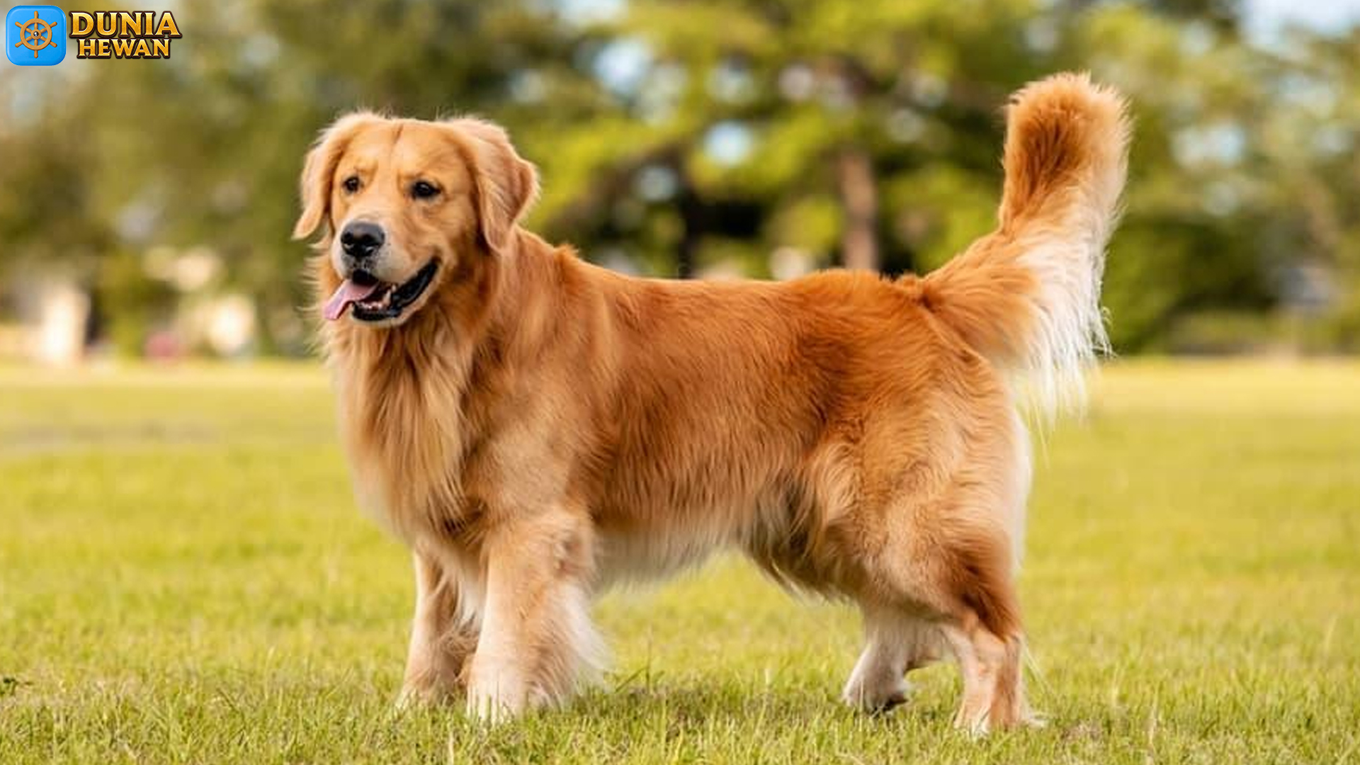Golden Retriever: Anjing Serbaguna yang Penuh Kejutan