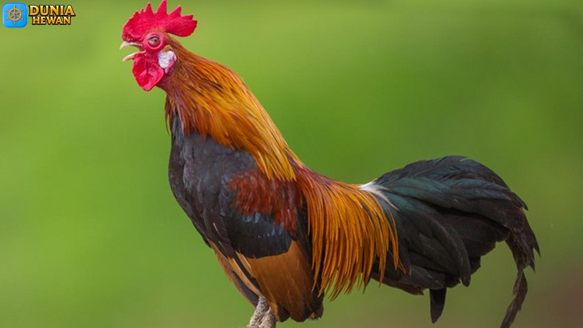 Ayam Pelung: Keindahan Suara dan Kekuatan Fisiknya