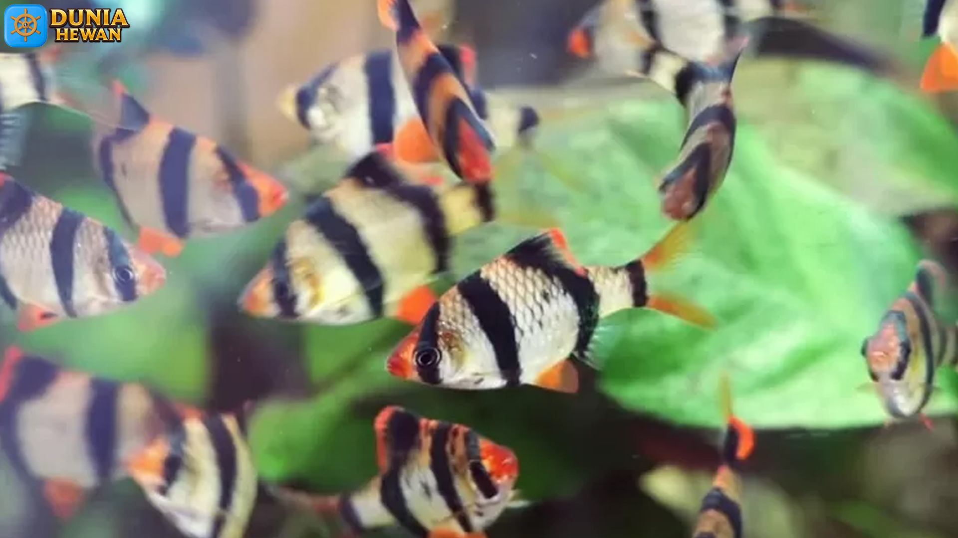 Keindahan Ikan Sumatra: Mengungkap Rahasia Spesies Lautan