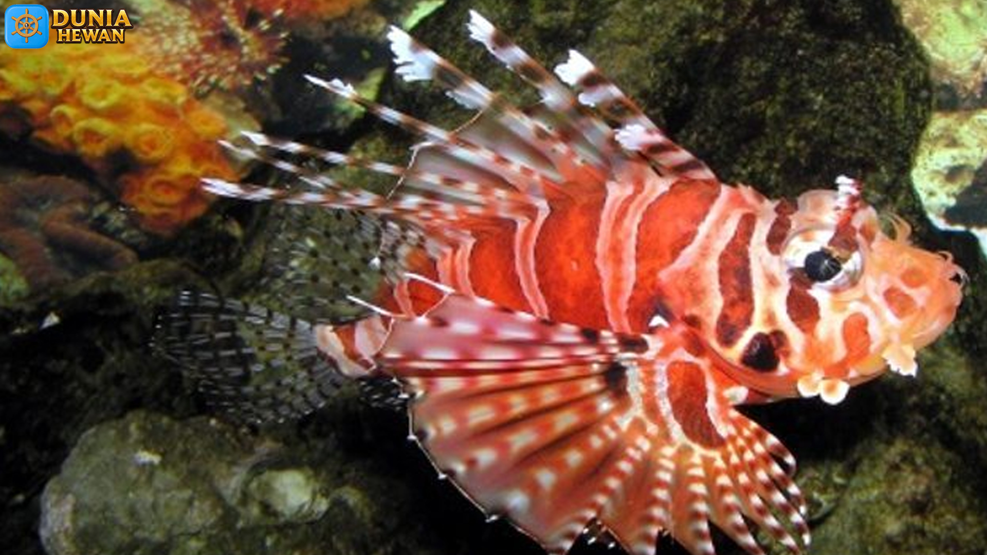 Keunikan Menakjubkan Ikan Lionfish: Keindahan yang Berbahaya
