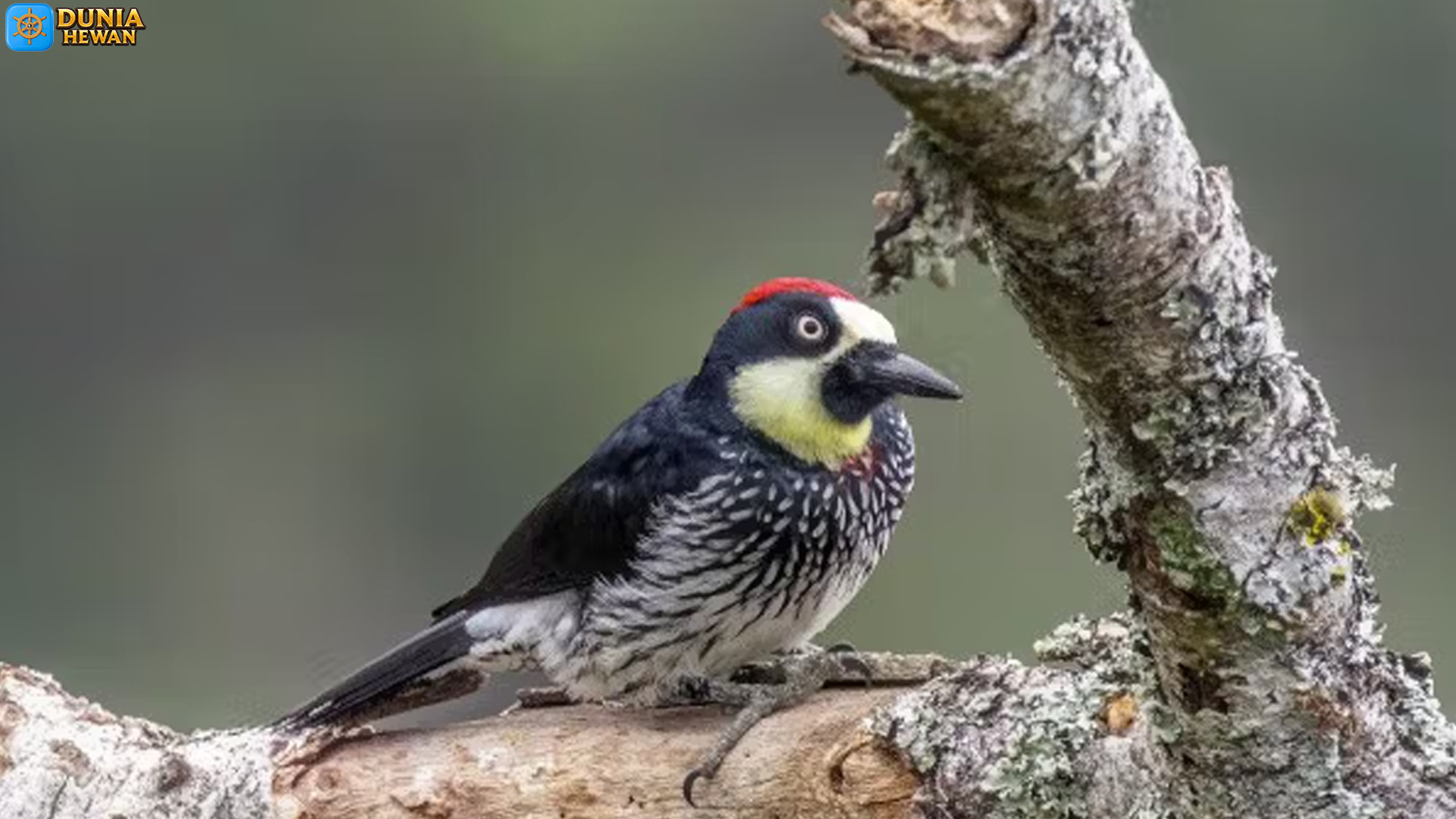 Mengenal Burung Pelatuk Biji Ek: Si Penjaga Pohon yang Menarik