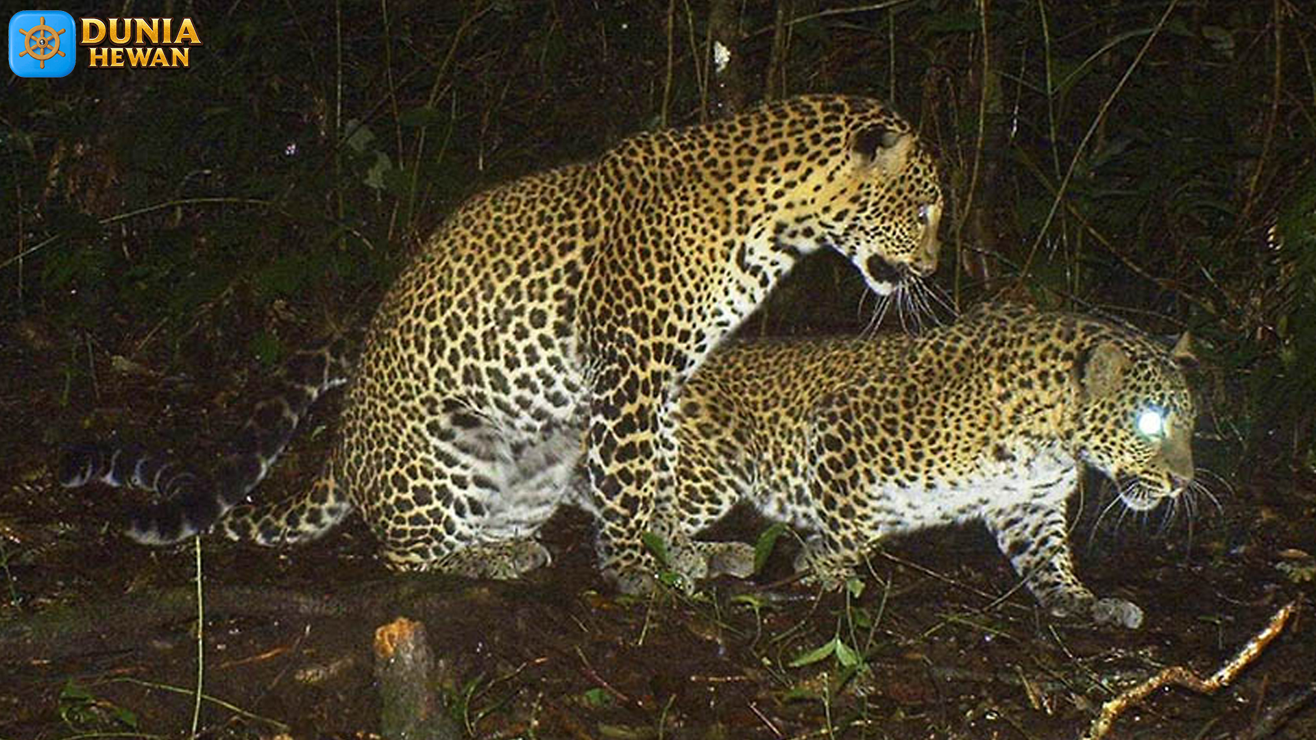 Jejak Macan Tutul Jawa: Menjaga Keberadaan di Tengah Ancaman