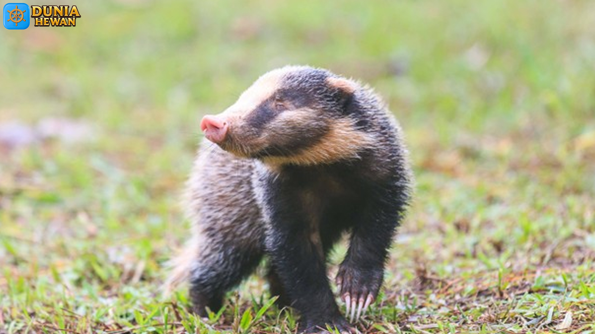 Babi Batang: Mengenal Ciri dan Habitat Hewan yang Menarik Ini