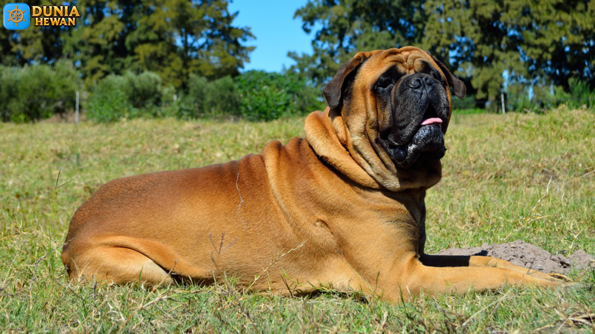 Mengenal Bullmastiff Lebih Dekat: Anjing Besar Penuh Wibawa