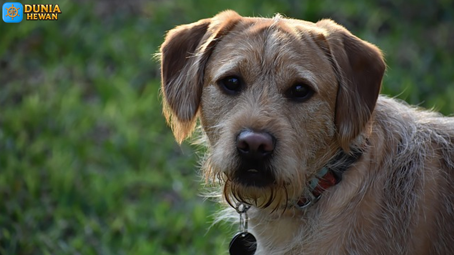 Labradoodle: Gabungan Sempurna Antara Poodle dan Labrador