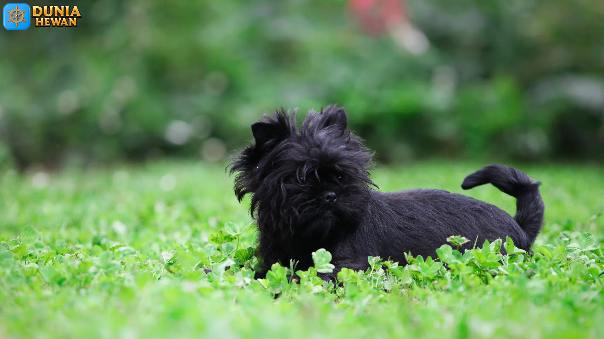 Affenpinscher: Anjing Kecil yang Memiliki Segudang Keistimewaan