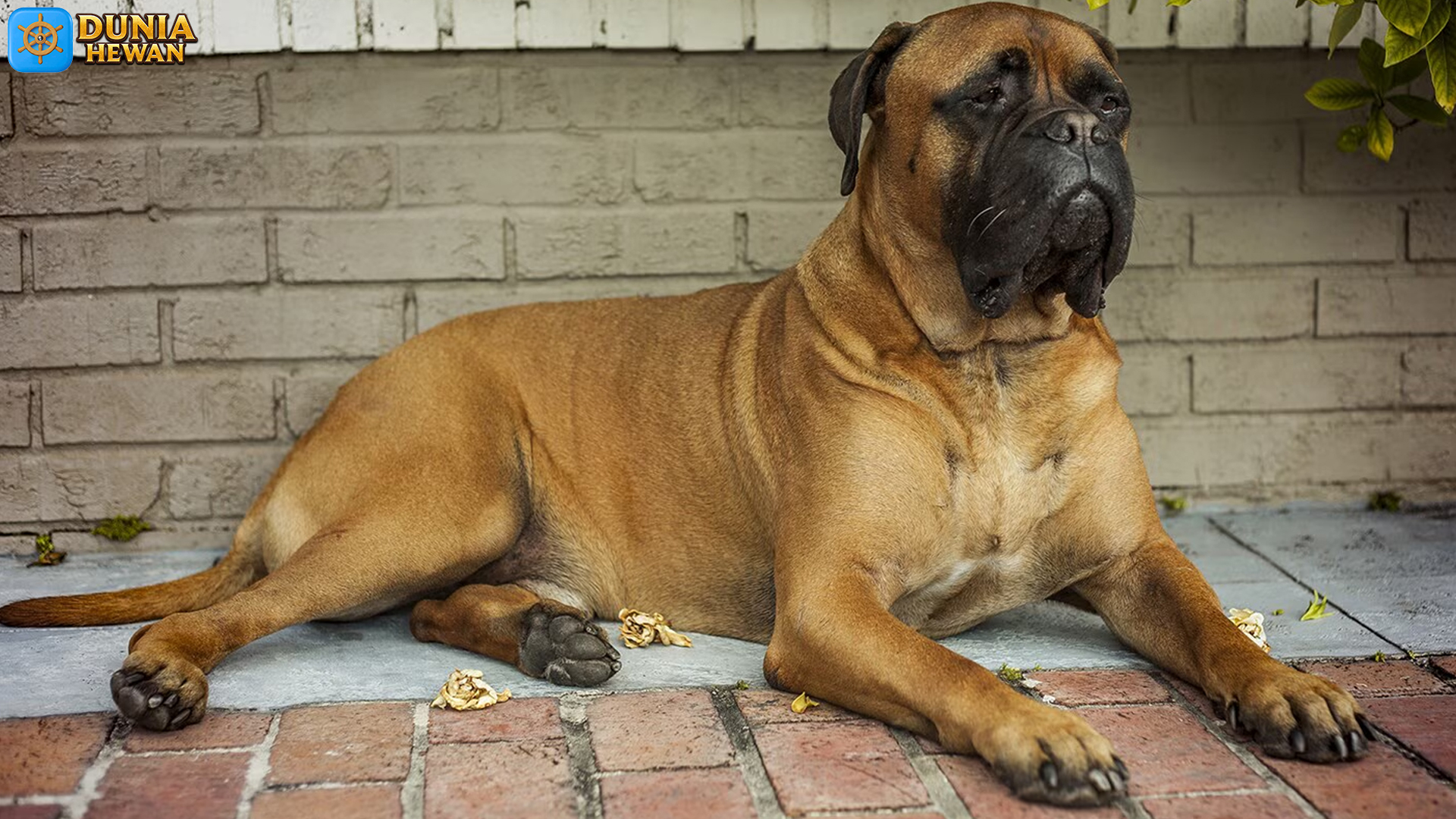 Mengenal Bullmastiff Lebih Dekat: Anjing Besar Penuh Wibawa