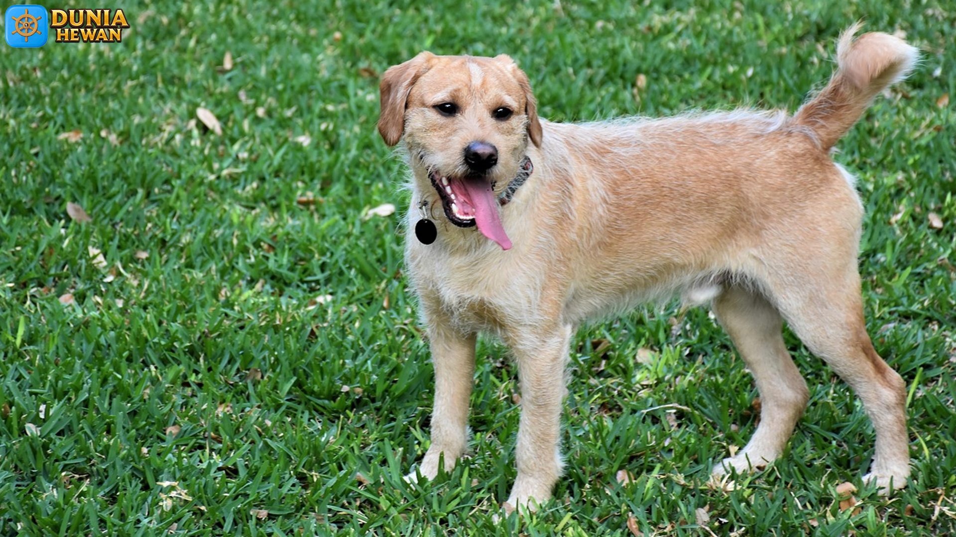 Labradoodle: Gabungan Sempurna Antara Poodle dan Labrador