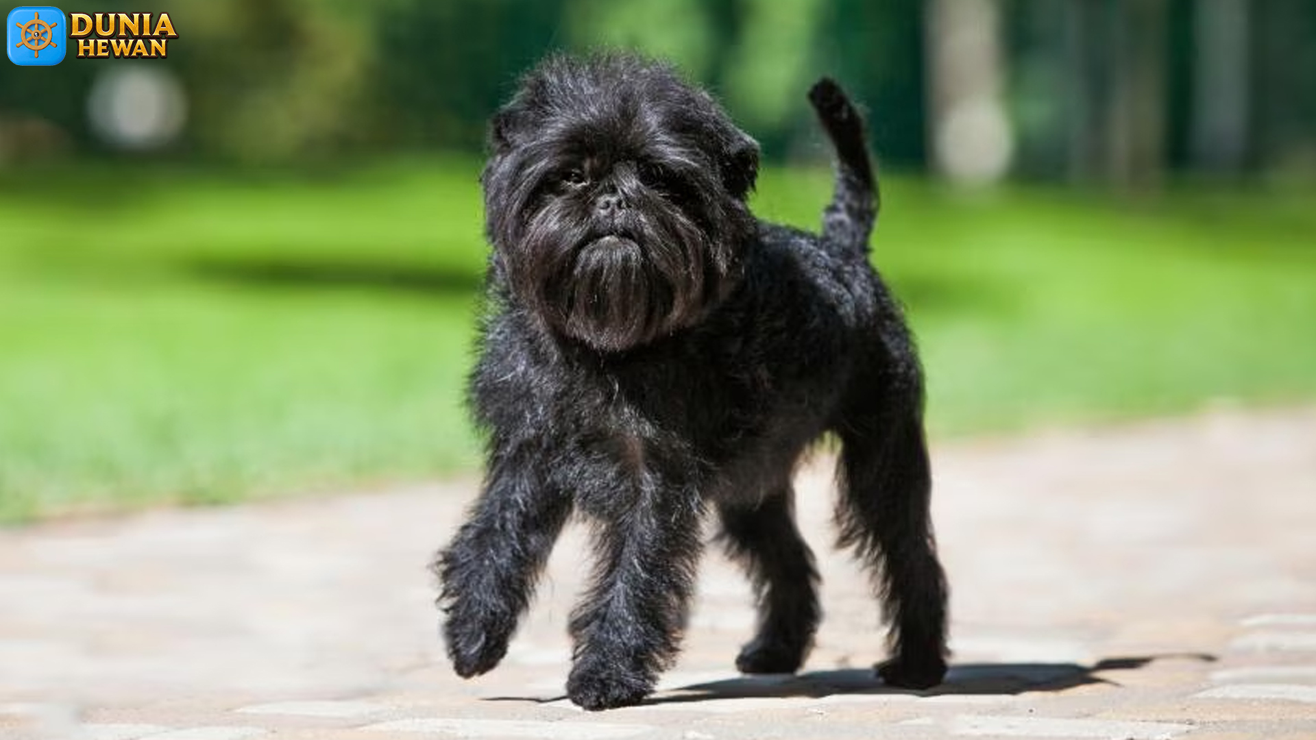 Affenpinscher: Anjing Kecil yang Memiliki Segudang Keistimewaan