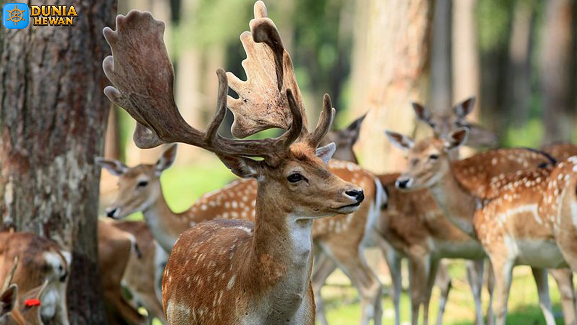 Rusa Fallow: Simbol Keanggunan Alam yang Terancam Punah