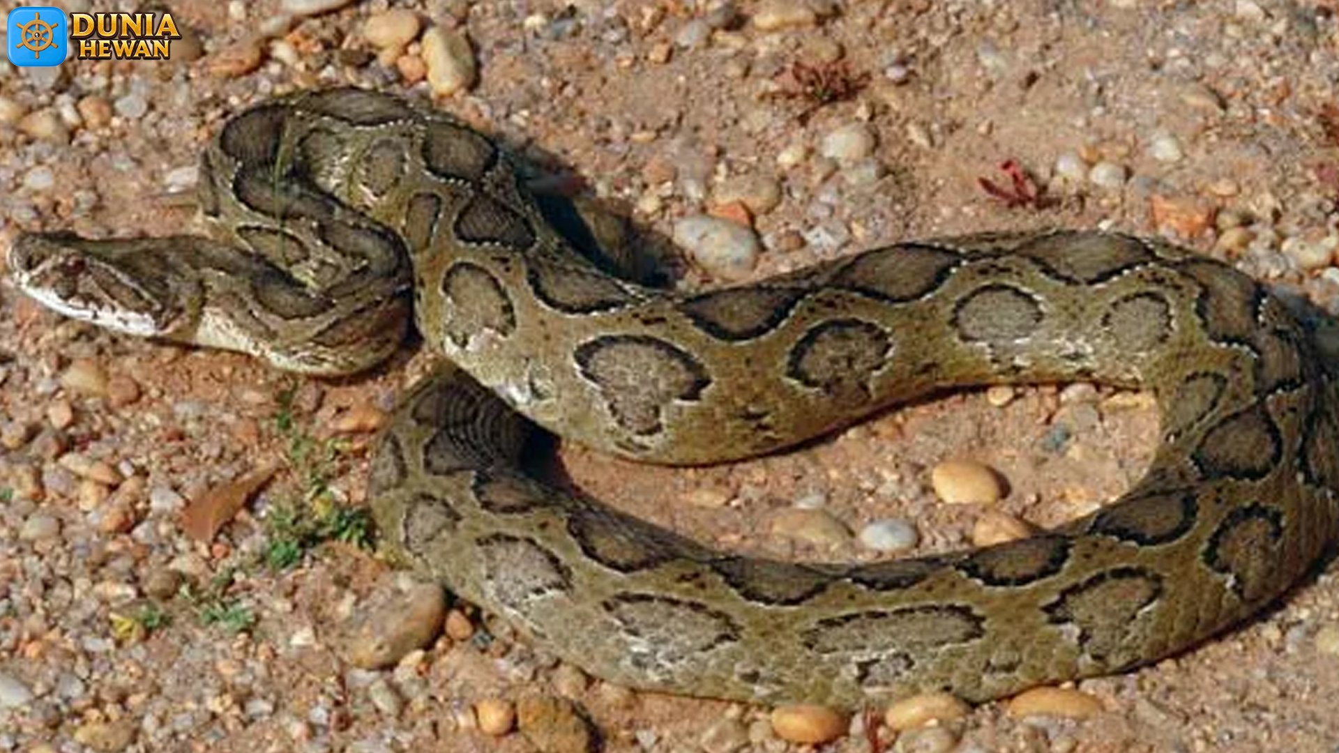 Daboia russelii: Ular Pemberi Perhatian dengan Bisa Mematikan