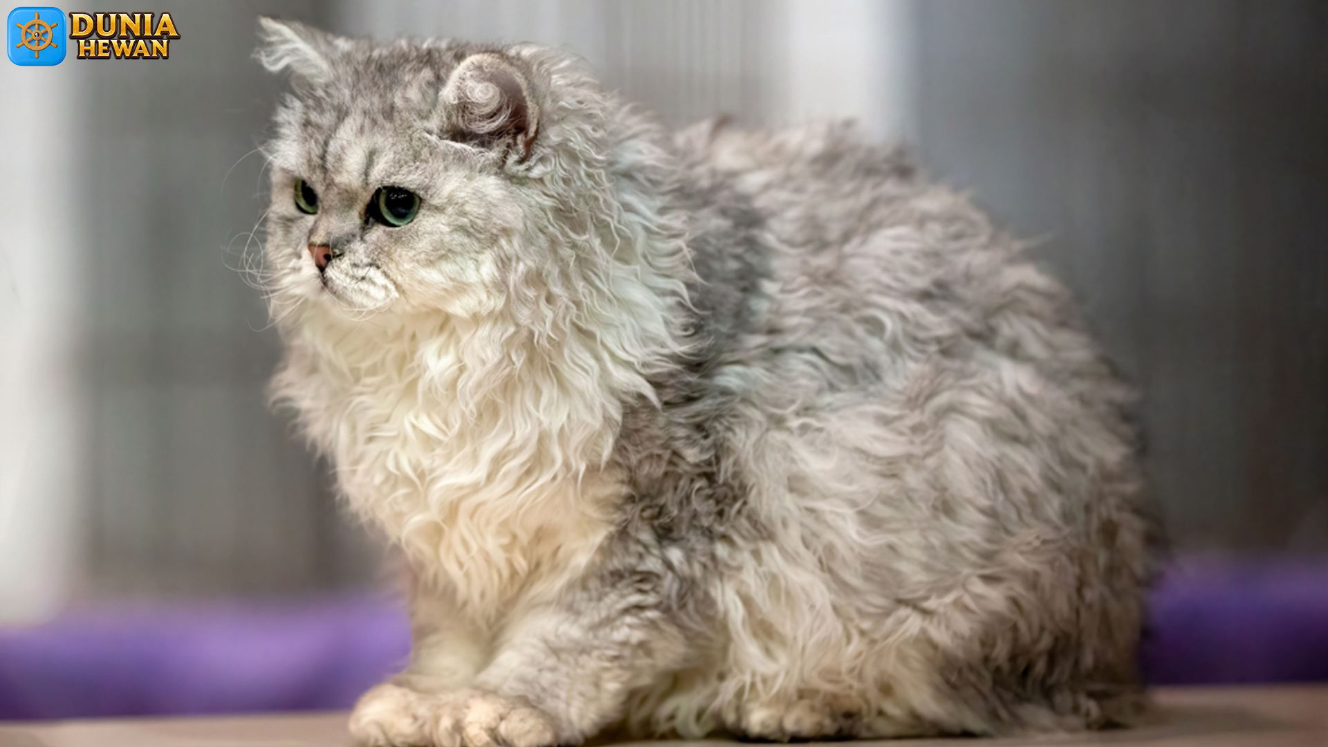 Kucing Selkirk Rex: Keindahan dan Kepribadian yang Memikat