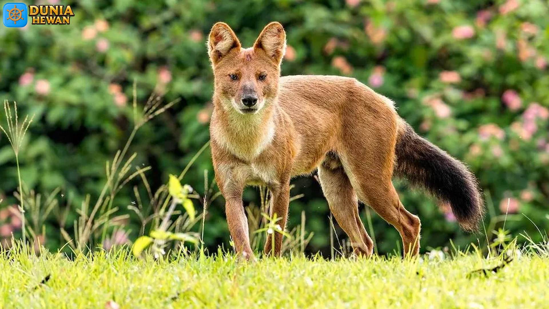 Mengenal Anjing Ajak: Ciri Khas dan Keunikan Ras yang Menawan