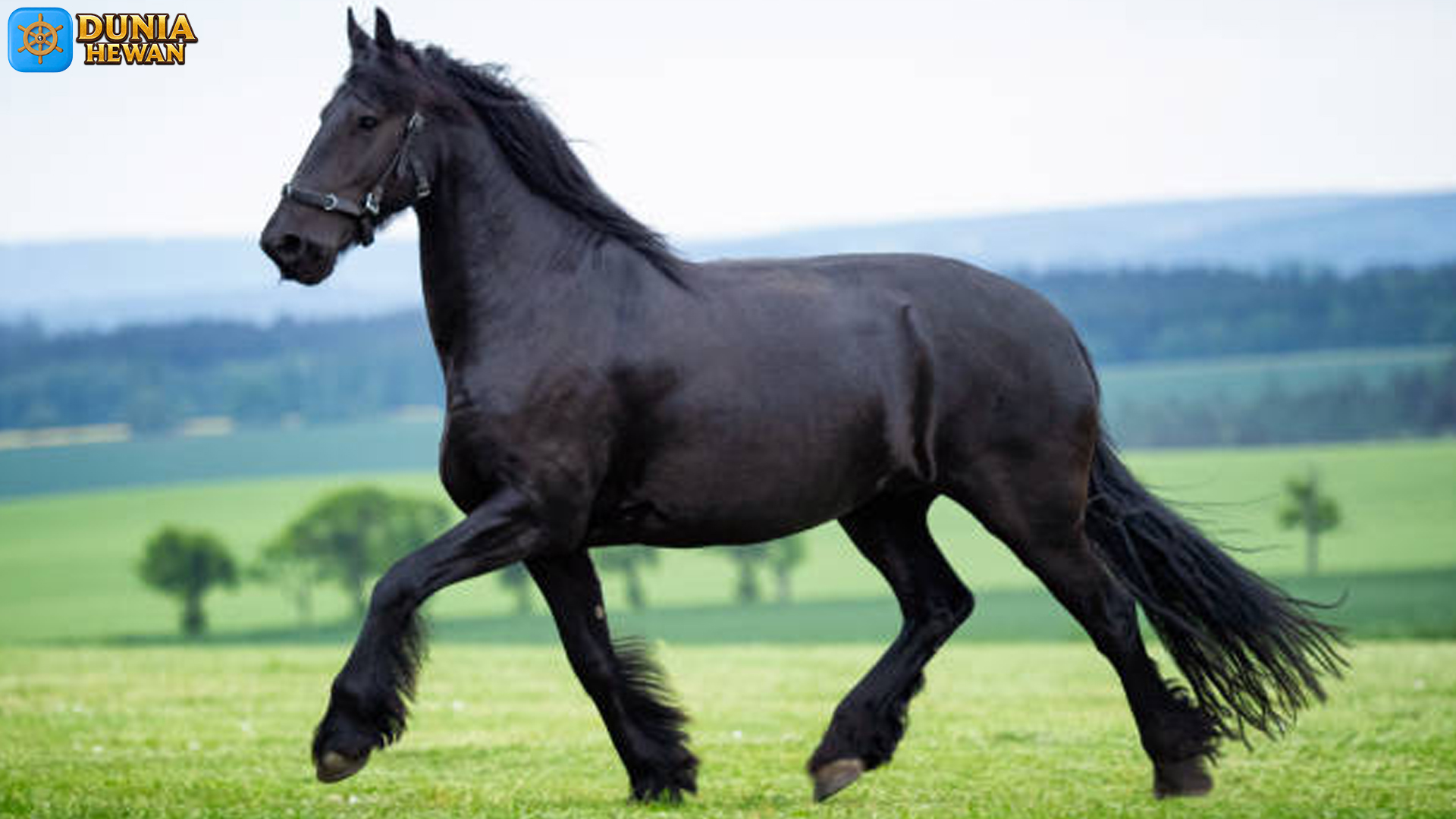 Fakta Menarik tentang Kuda Friesian yang Wajib Anda Ketahui