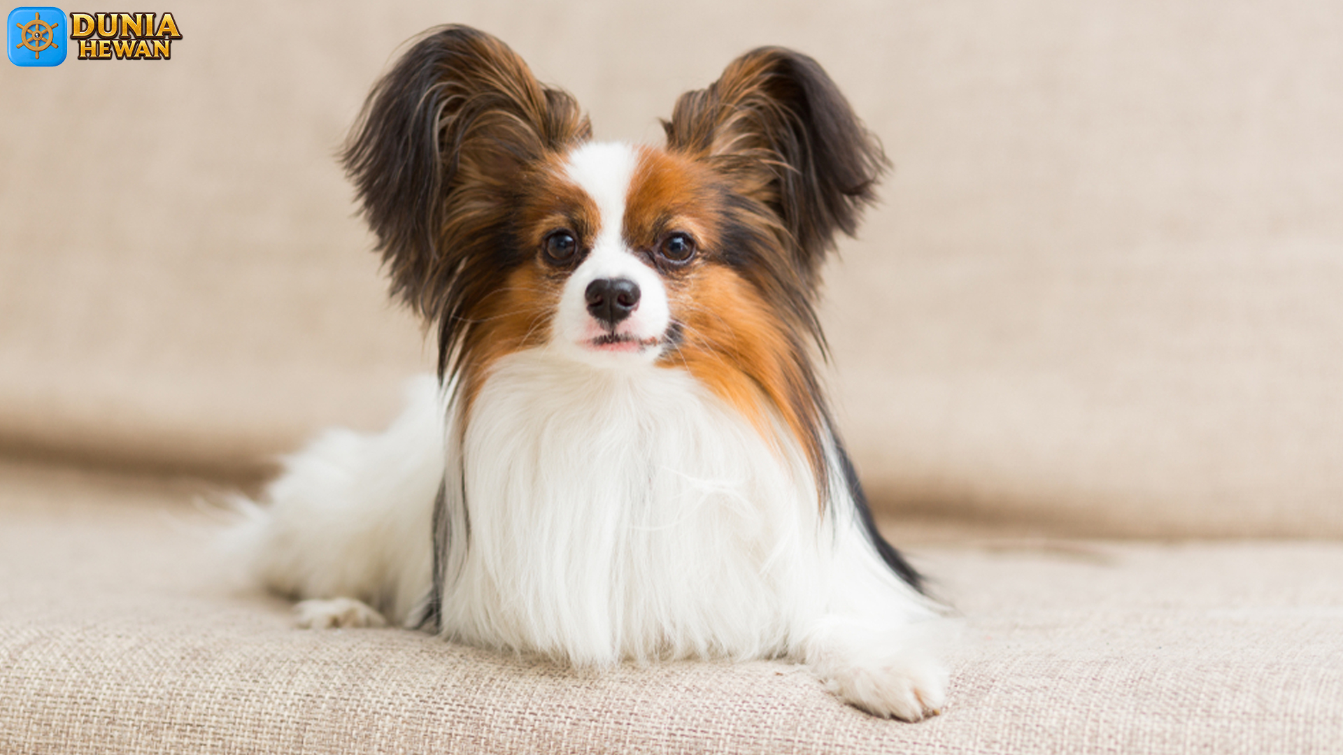 Keunikan Papillon: Anjing Kecil yang Tangguh dan Penuh Kejutan