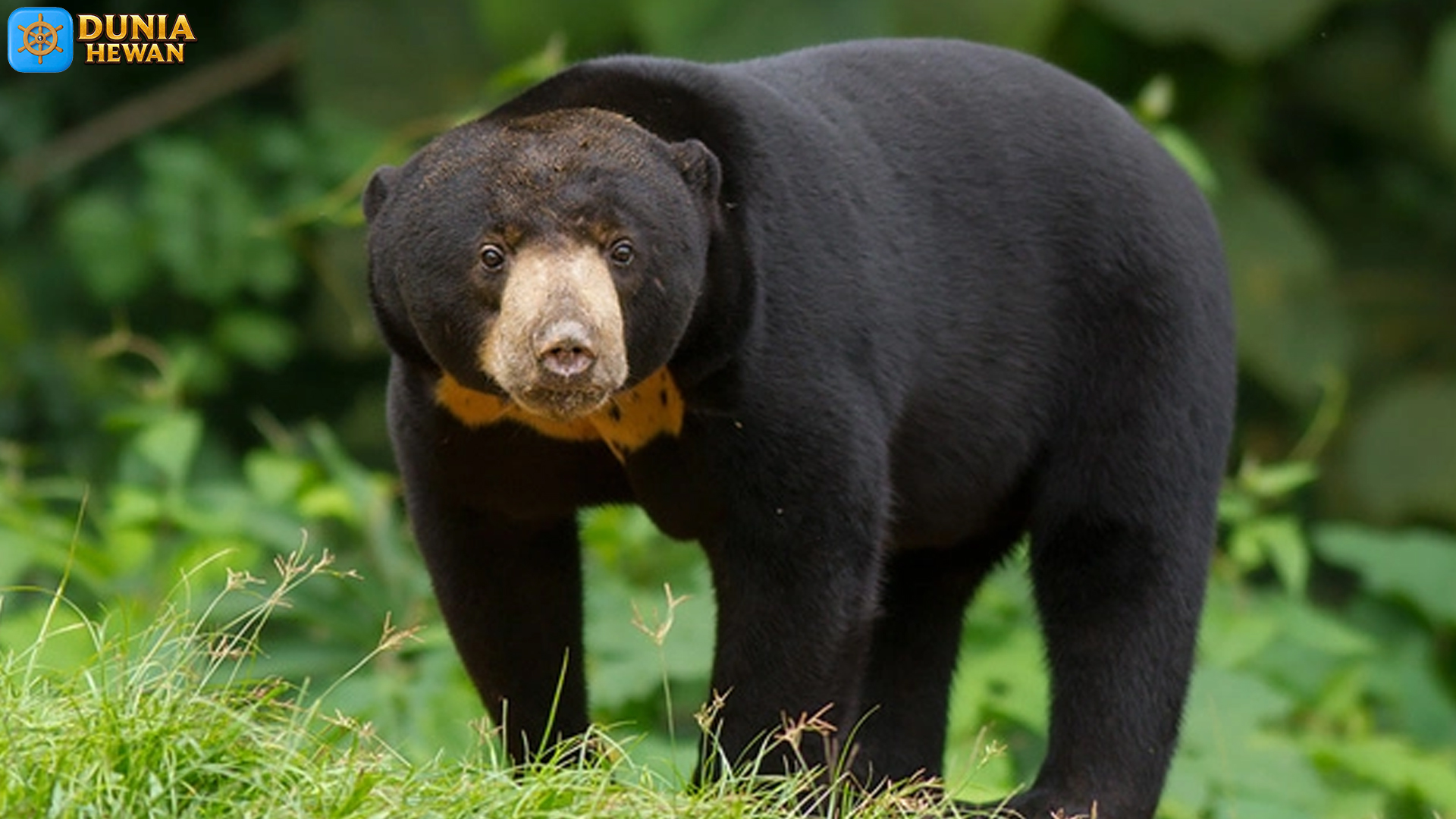 Mengenal Habitats Beruang Madu dan Tantangan Konservasinya