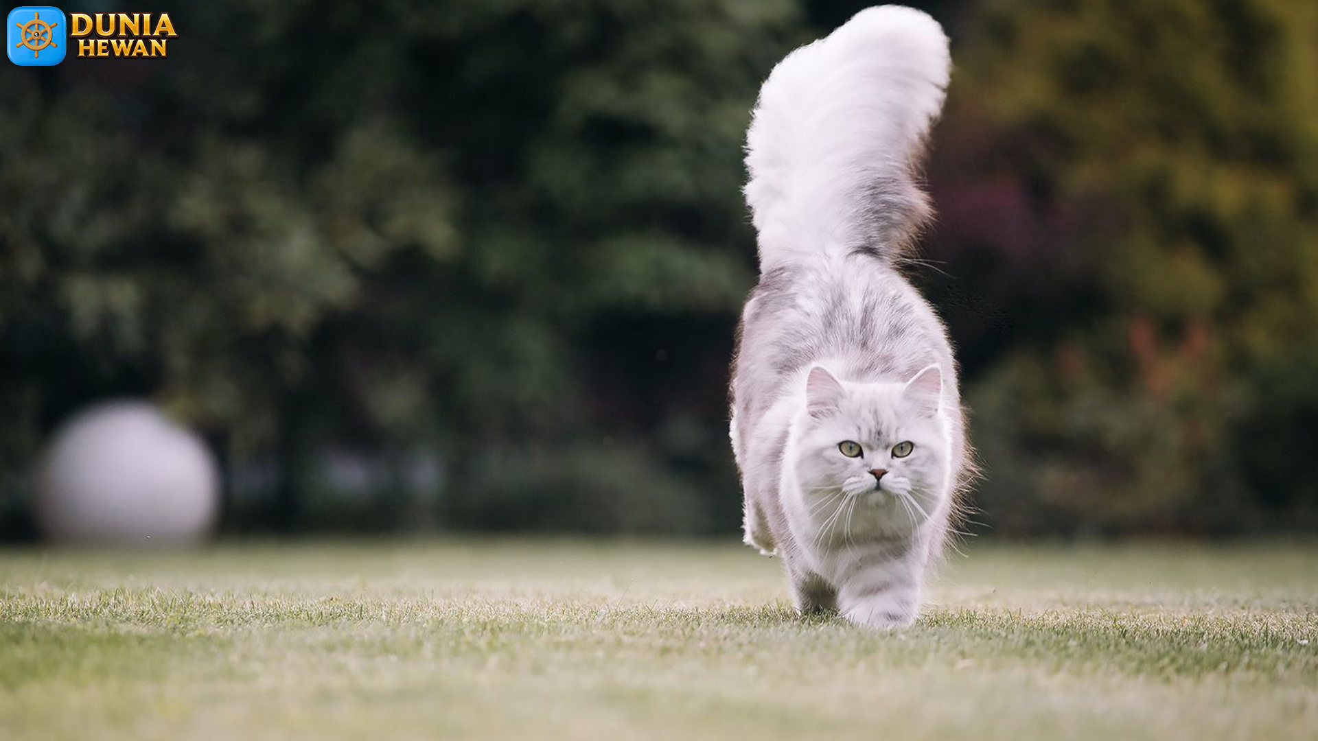 British Longhair: Kucing Elegan dengan Rambut Lembut Memikat