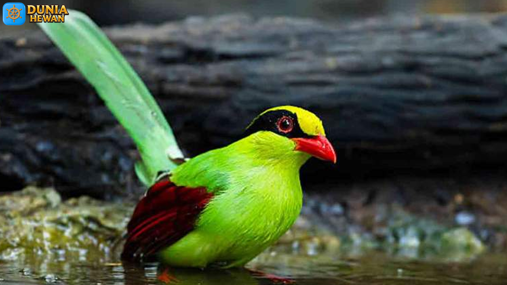 Burung Ekek Geling Jawa: Satwa Langka yang Terancam Punah