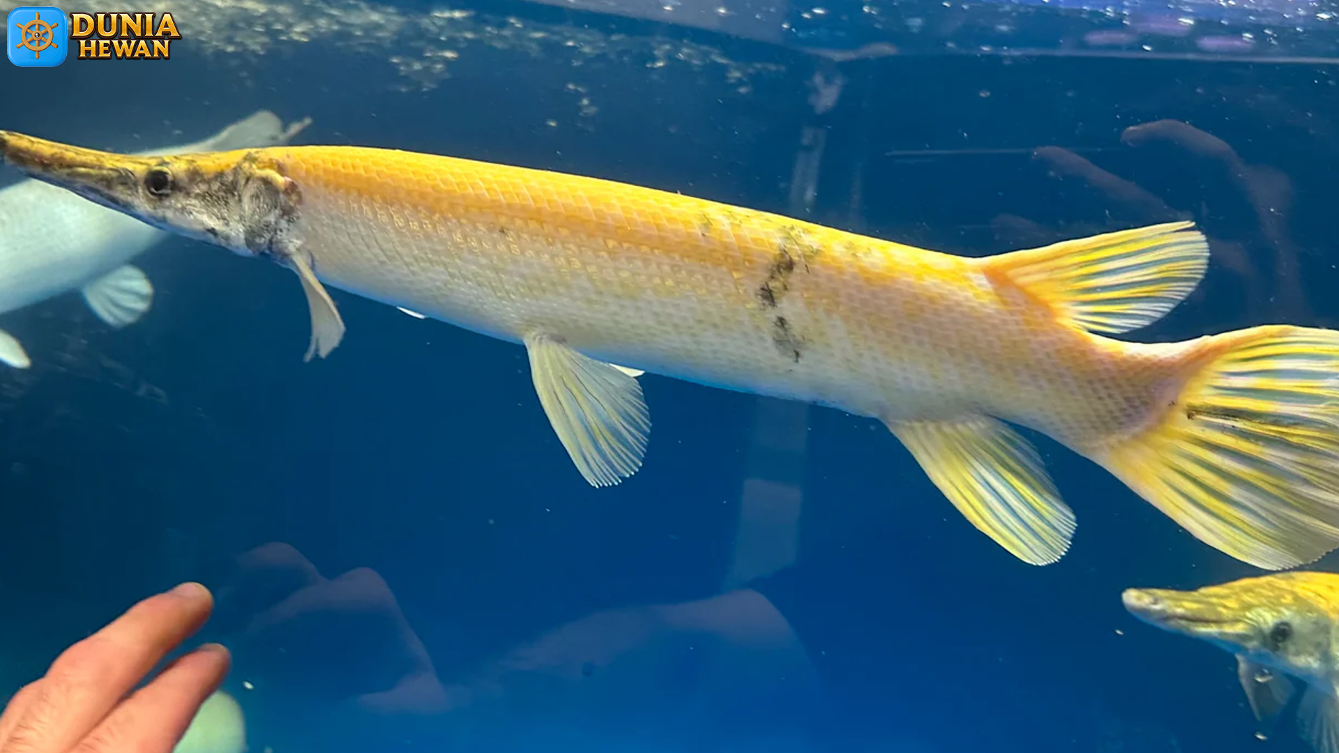 Mengenal Golden Alligator Gar: Ikan Hias dengan Pesona Emas
