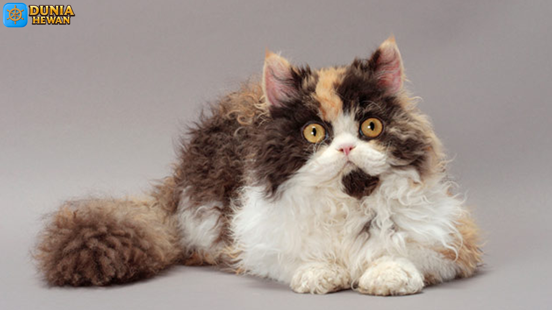 Kucing Selkirk Rex: Keindahan dan Kepribadian yang Memikat