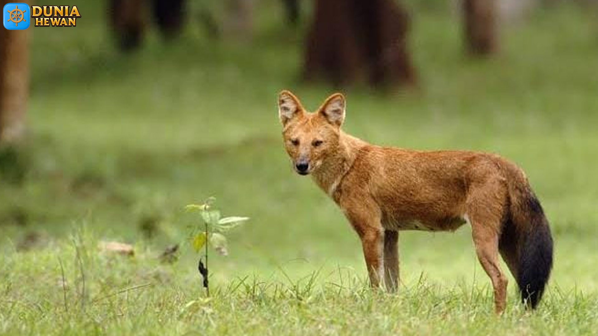 Mengenal Anjing Ajak: Ciri Khas dan Keunikan Ras yang Menawan