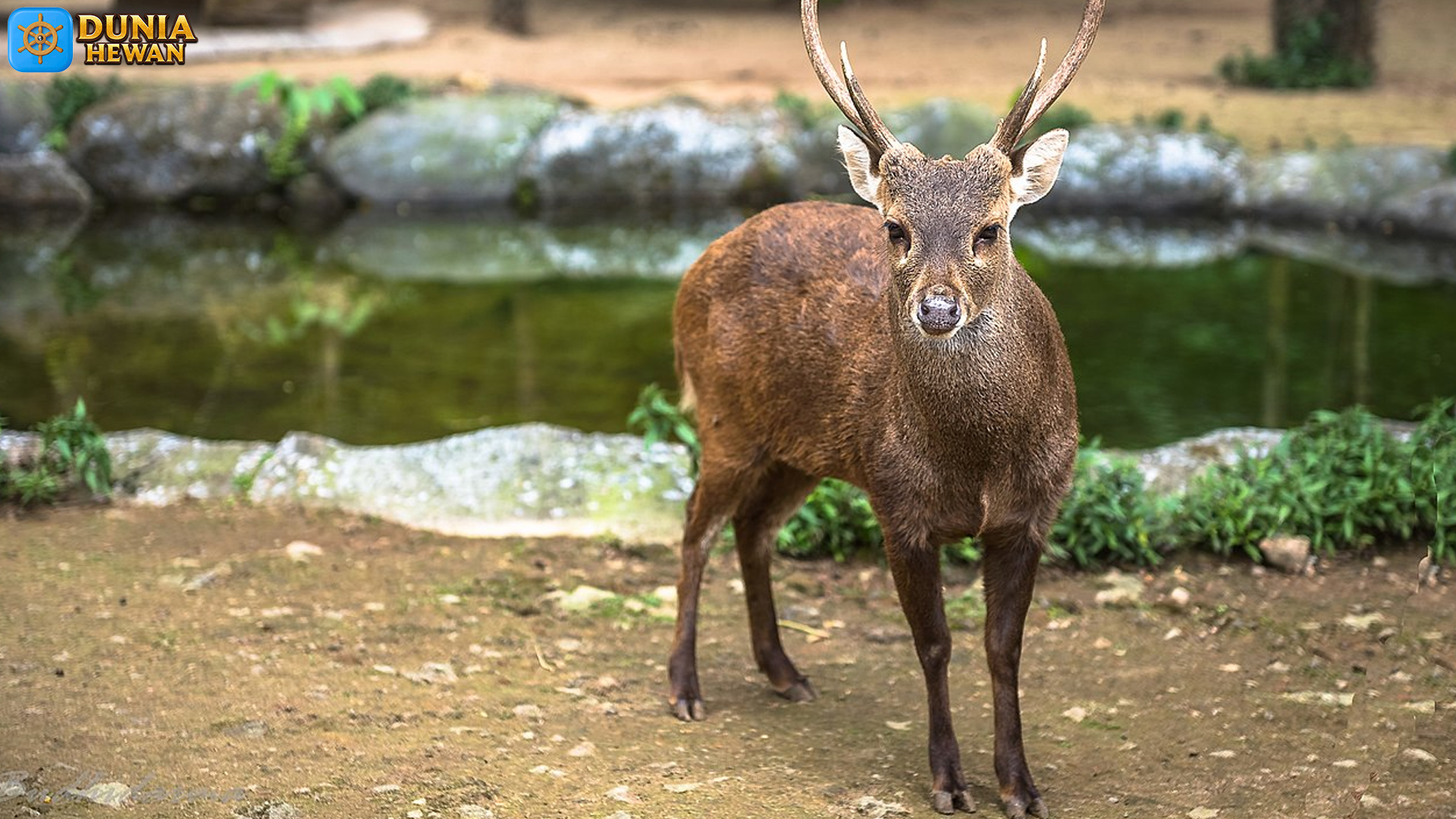 Jejak Rusa Bawean Satwa Langka yang Semakin Terancam Punah