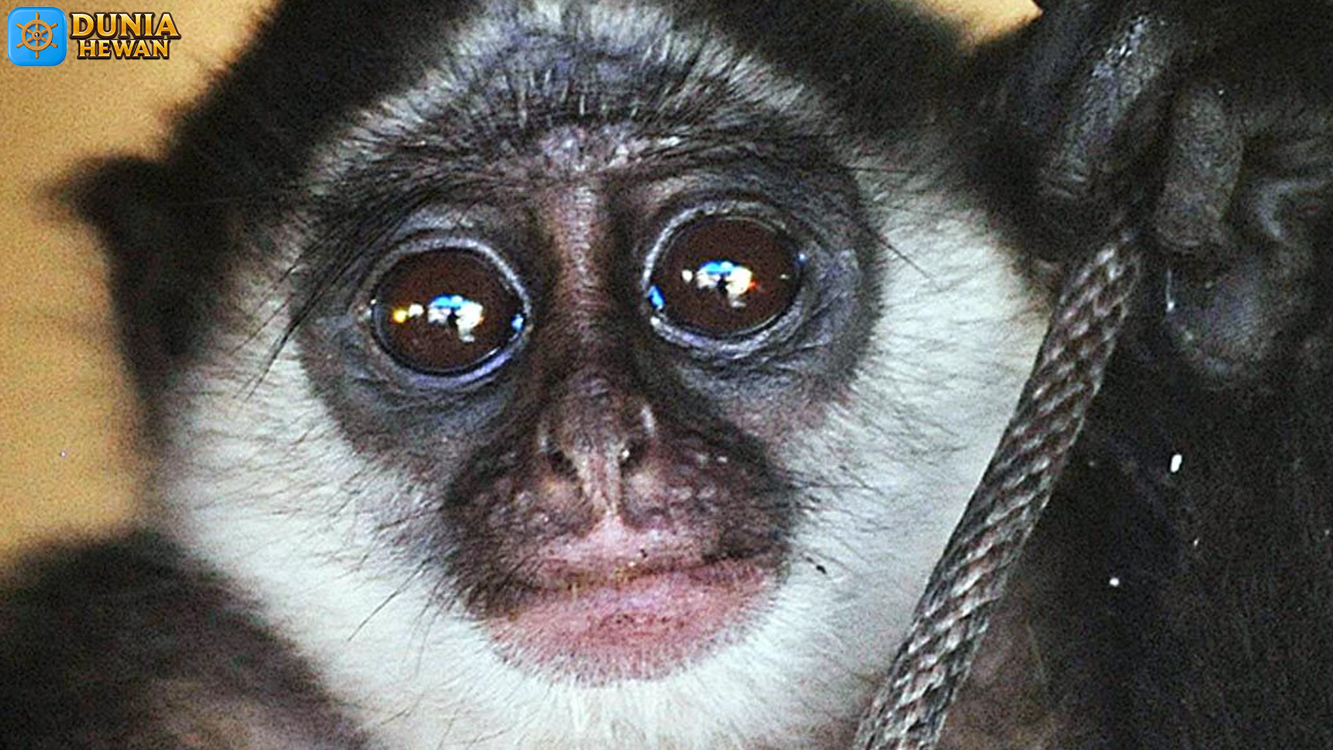 Lutung Mentawai: Spesies Langka Butuh Perhatian Konservasi