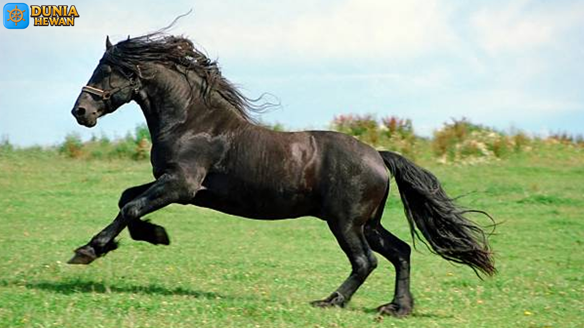 Fakta Menarik tentang Kuda Friesian yang Wajib Anda Ketahui