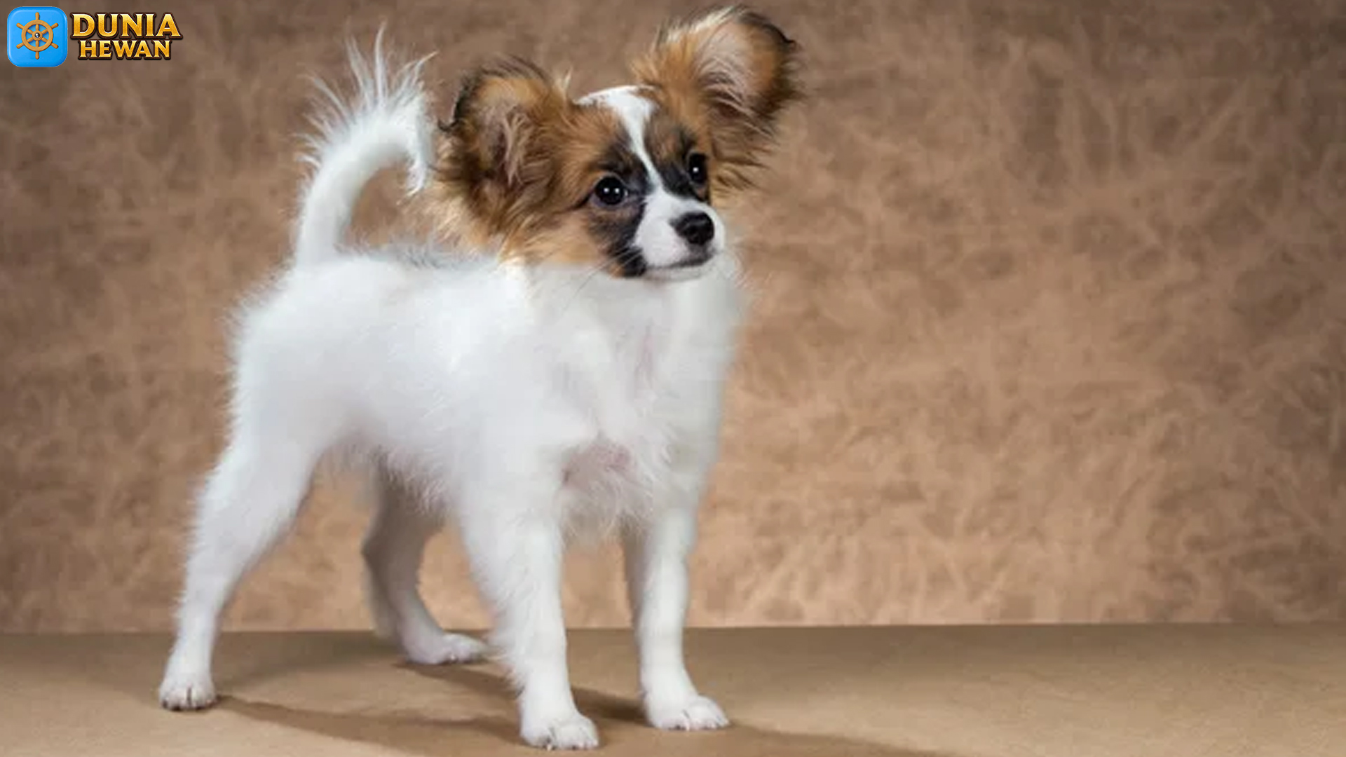 Keunikan Papillon: Anjing Kecil yang Tangguh dan Penuh Kejutan