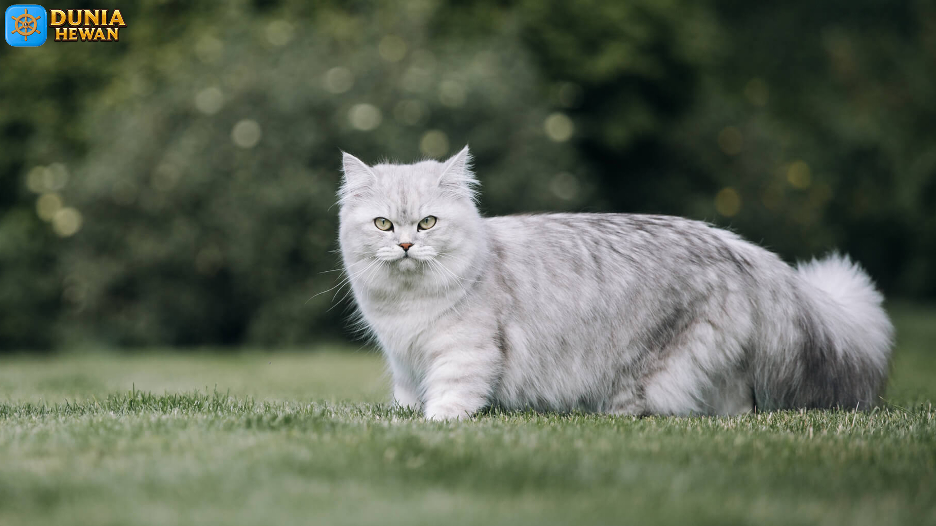 British Longhair: Kucing Elegan dengan Rambut Lembut Memikat