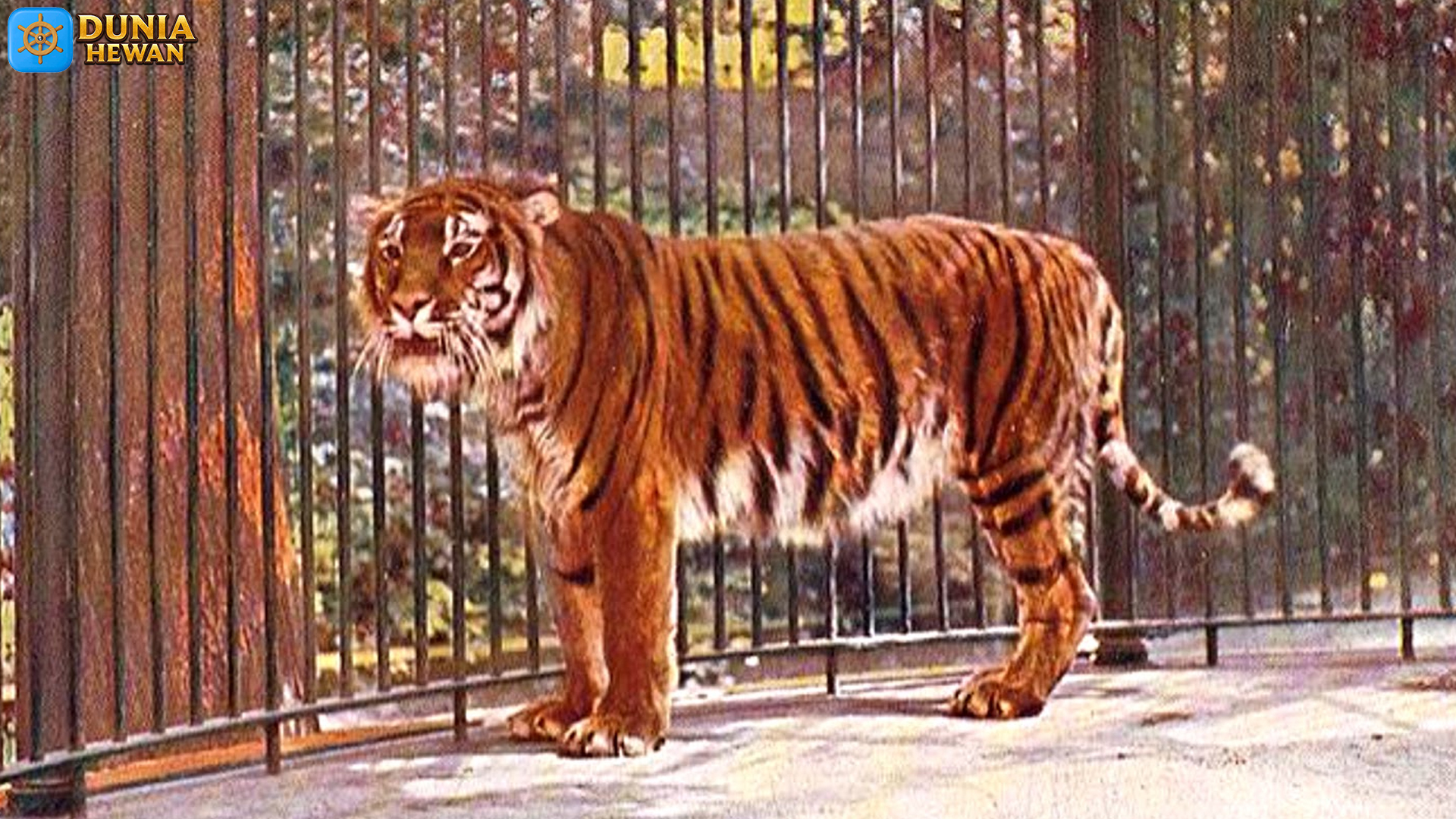 Keunikan Harimau Kaspi: Satwa Langka yang Hampir Punah