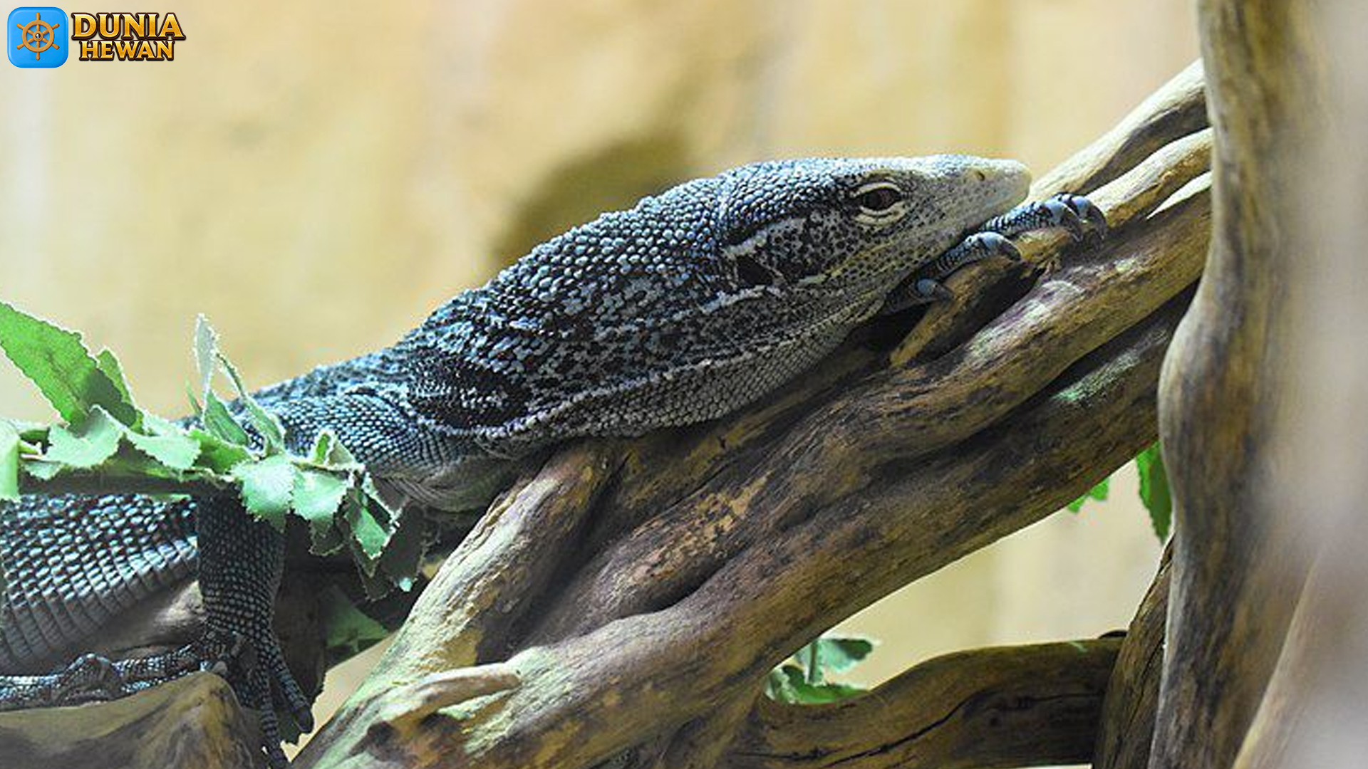 Pesona Biawak Pohon Tutul Biru: Adaptasi Unik di Alam Liar