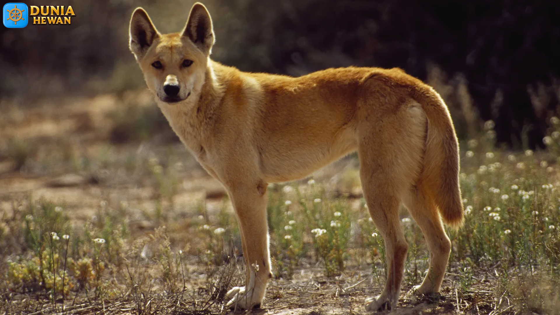 Mengungkap Kehidupan Dingo: Anjing Liar yang Memikat Hati