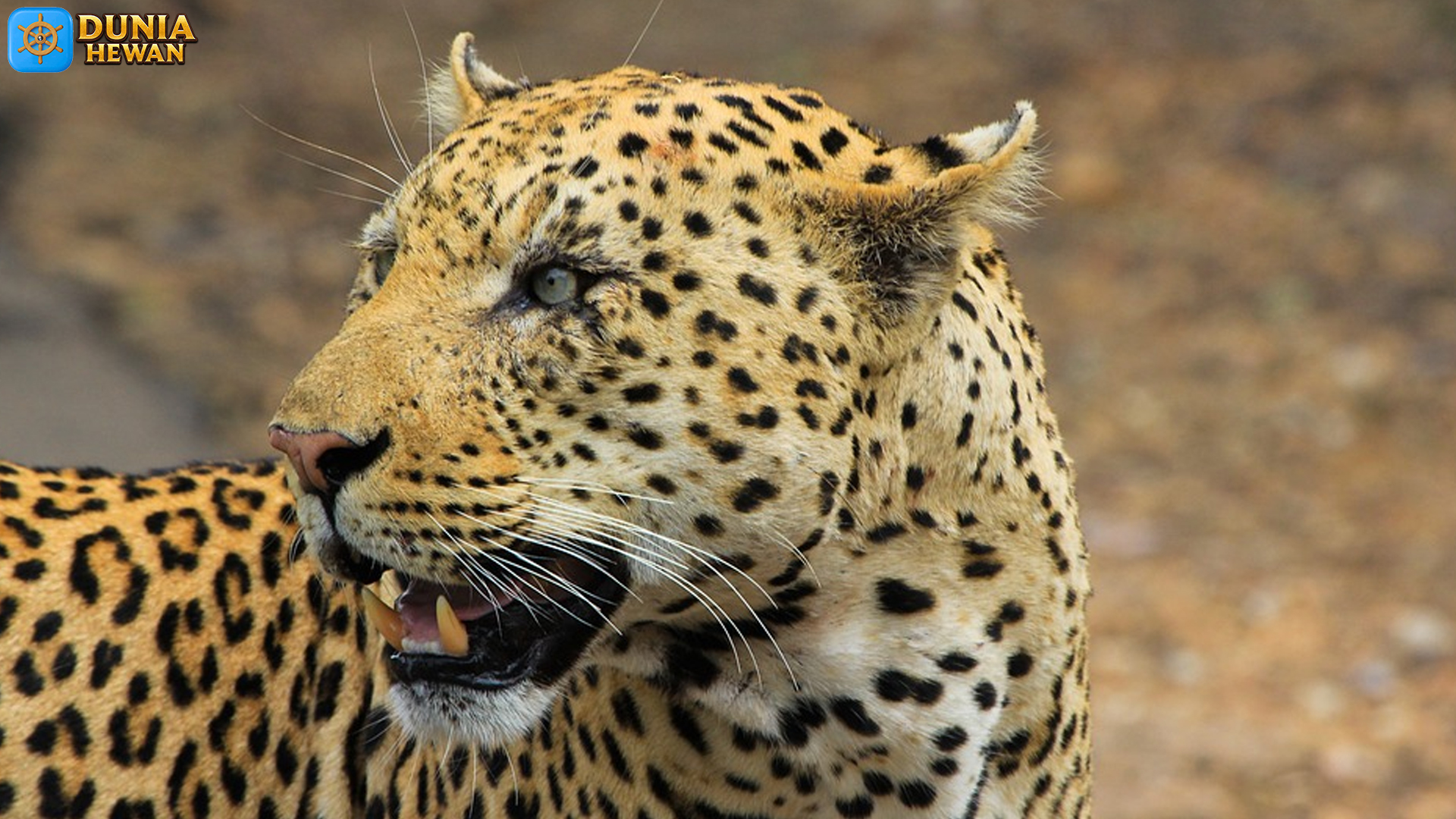 Macan Tutul Afrika: Pemburu Cerdik di Dunia Satwa Liar Alam