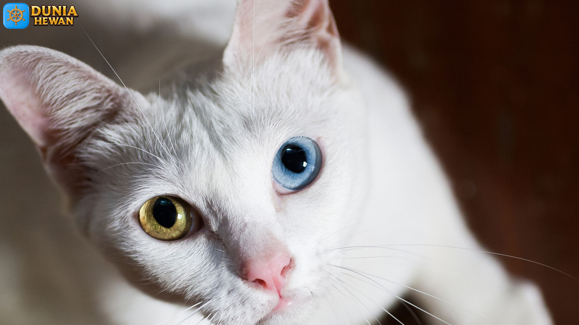 Mengenal Khao Manee: Kucing Putih yang Misterius dan Anggun