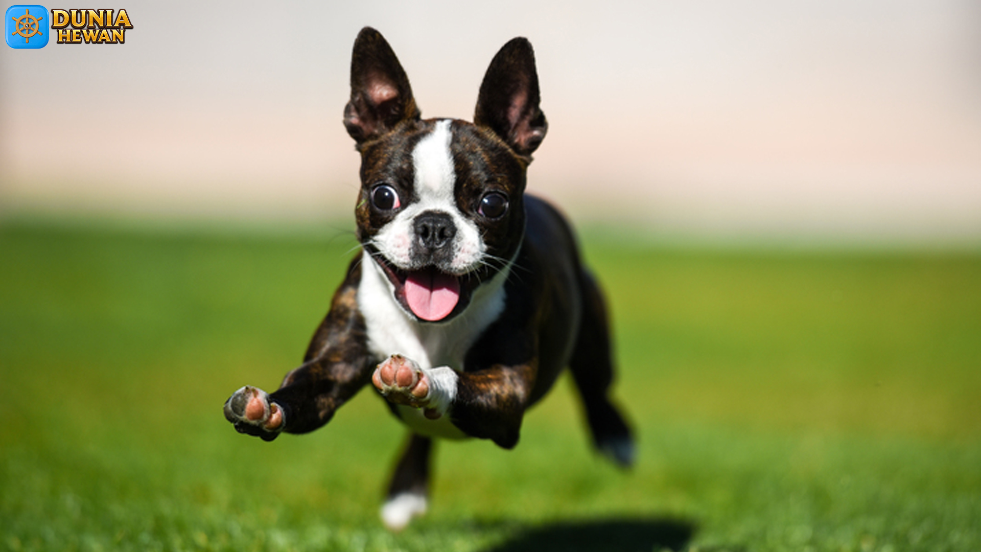 Mengenal Boston Terrier: Anjing Kecil dengan Kepribadian Besar