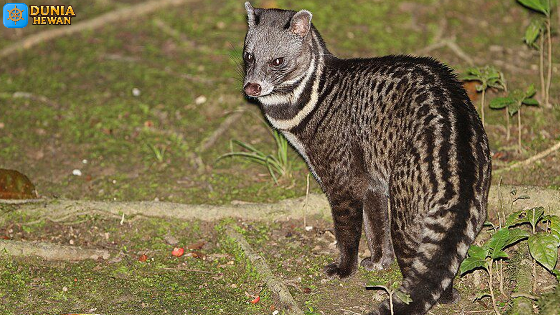 Mengenal Musang Tenggalung: Satwa Unik dari Hutan Tropis