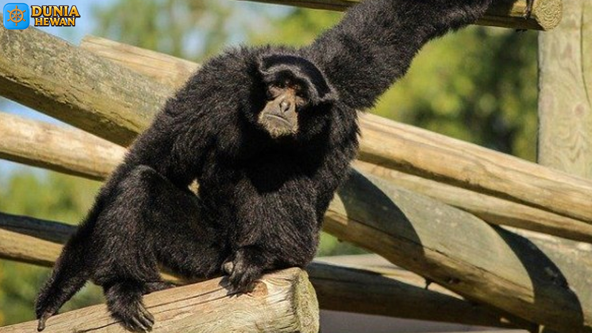 Menilik Dunia Siamang, Si Kera Berleher Panjang yang Eksotis
