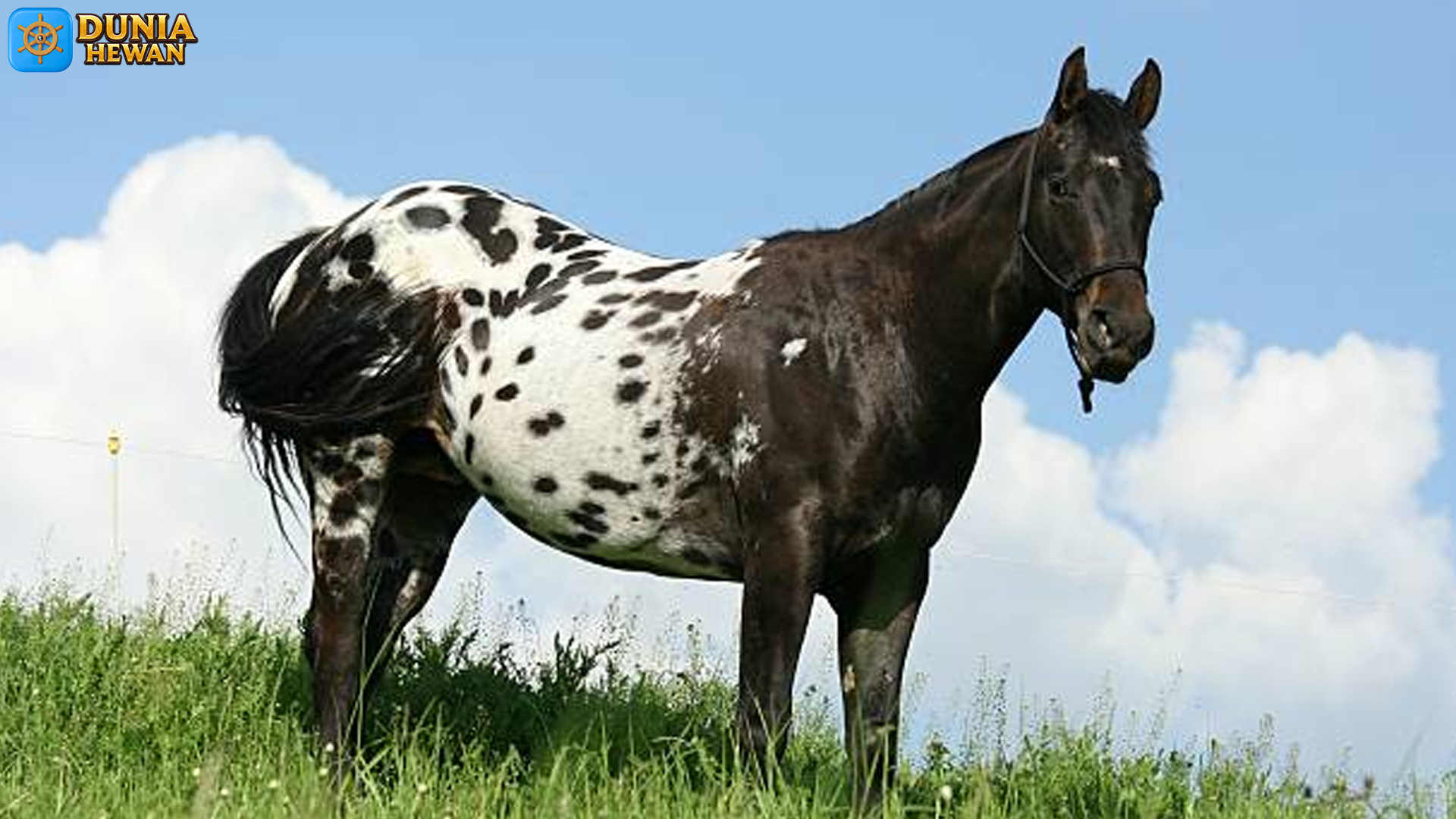 Kuda Appaloosa: Simbol Kekuatan dan Keanggunan Berkuda