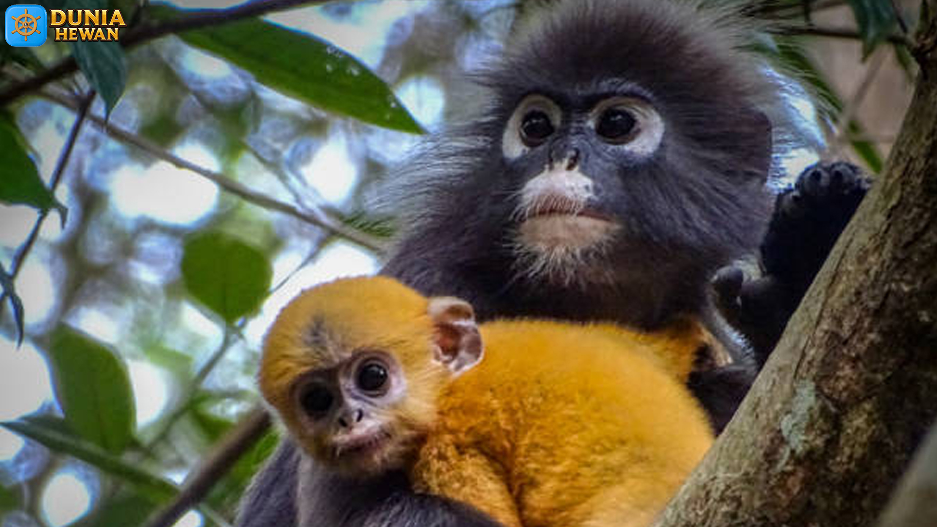 Pesona Lutung Kelabu: Kera Cantik yang Sering Terlewatkan