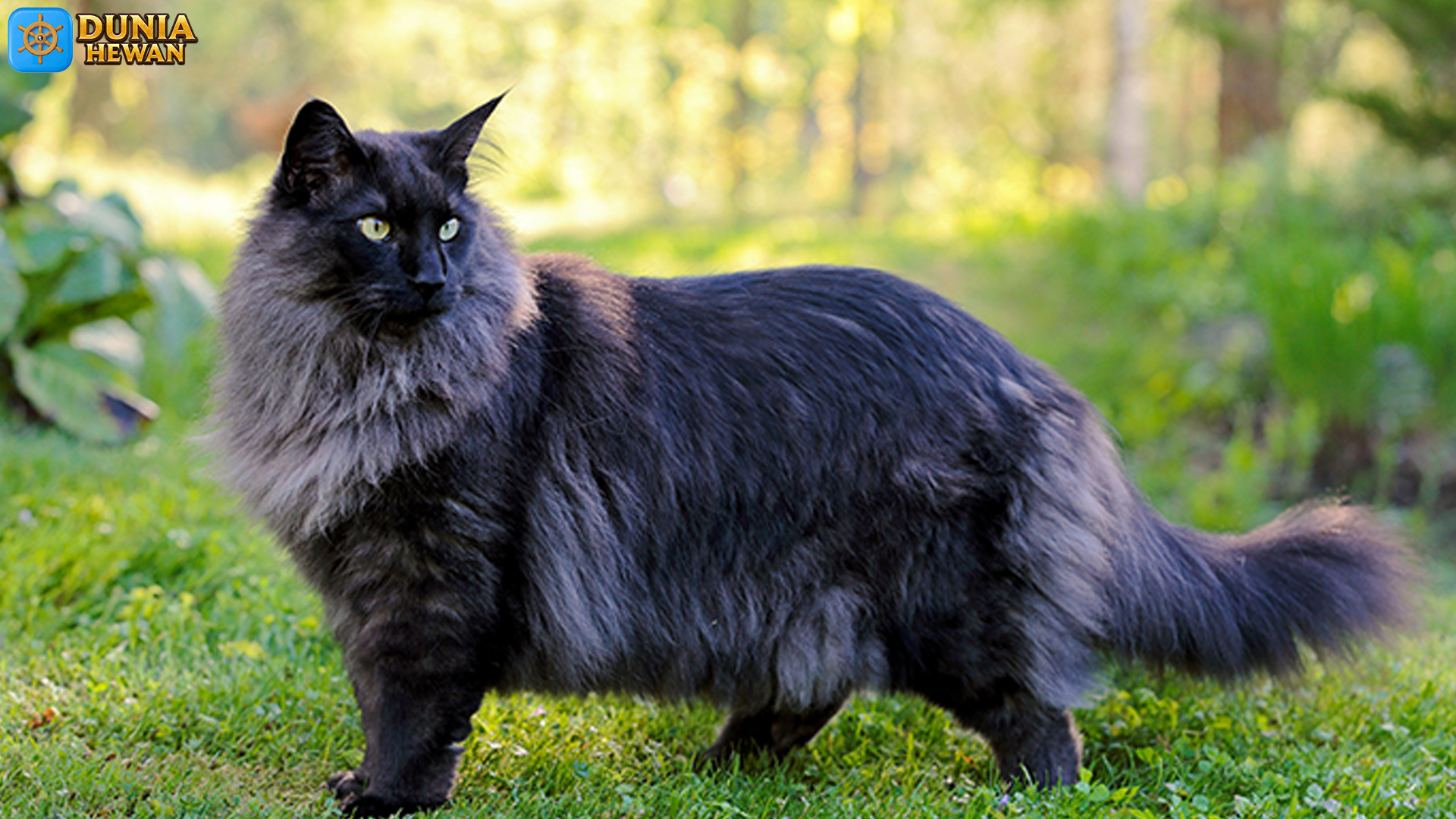 Kucing Hutan Norwegia: Bulu Tebal dan Jiwa Liar yang Menawan